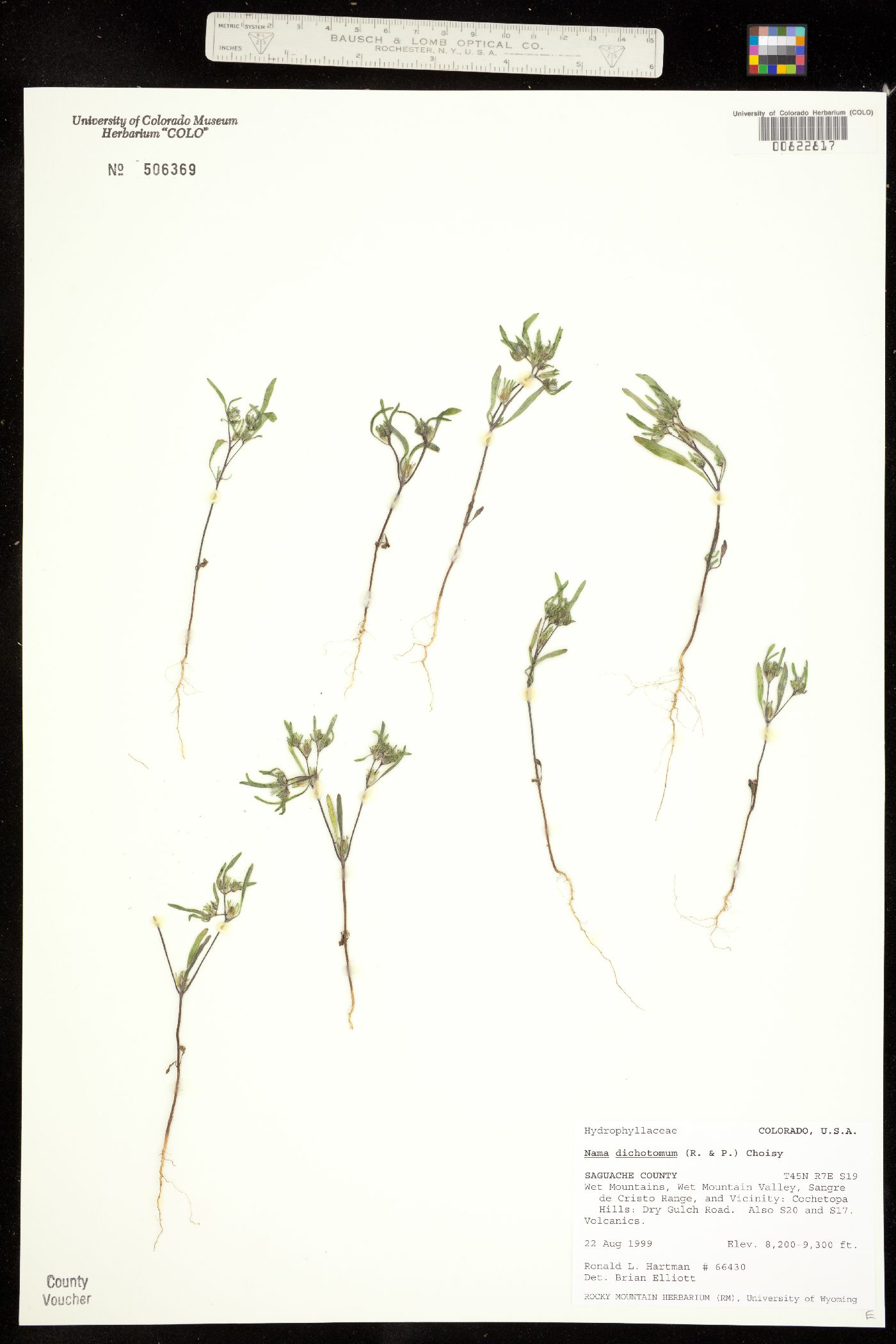 Nama dichotoma image