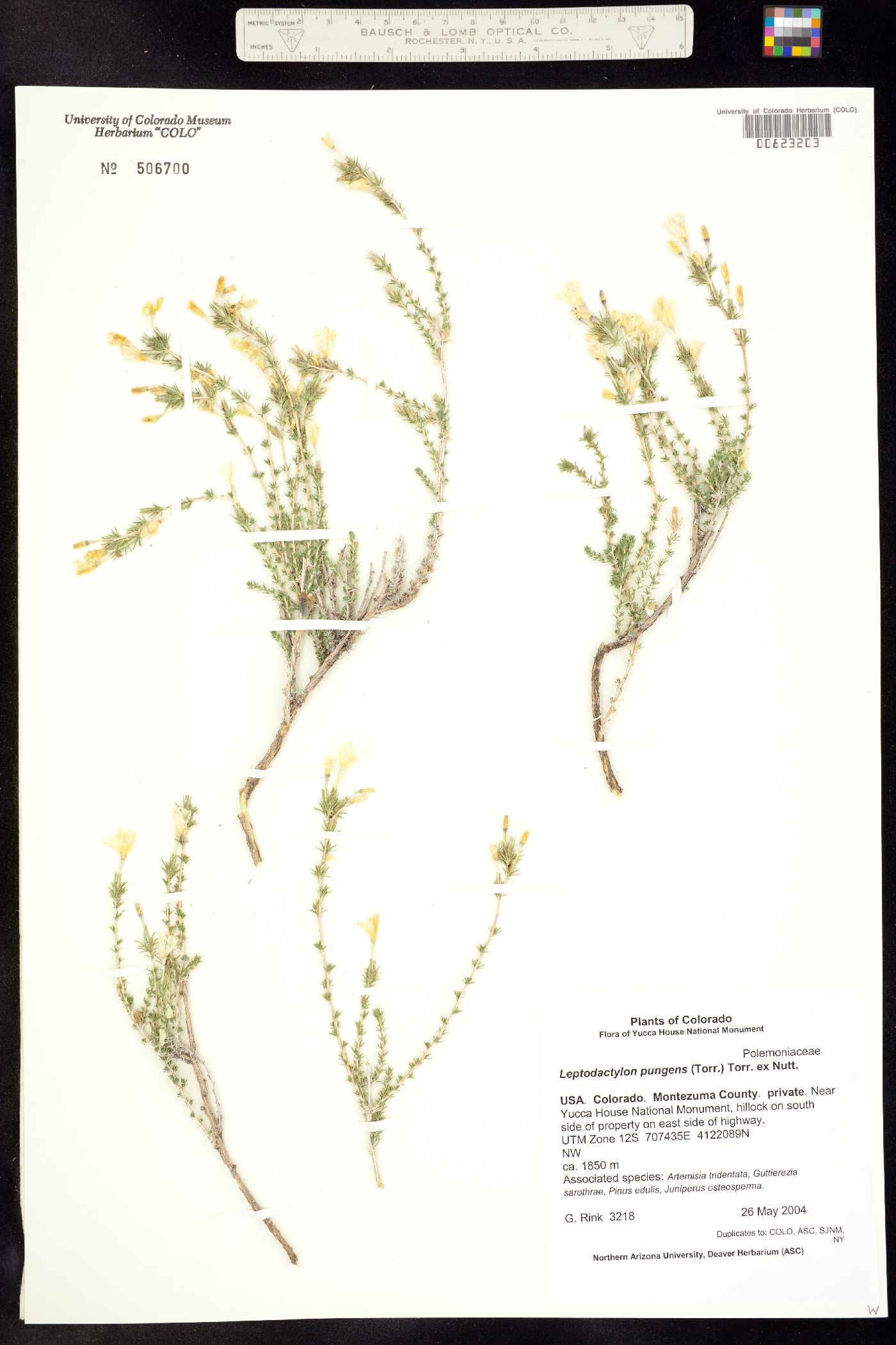 Linanthus pungens image