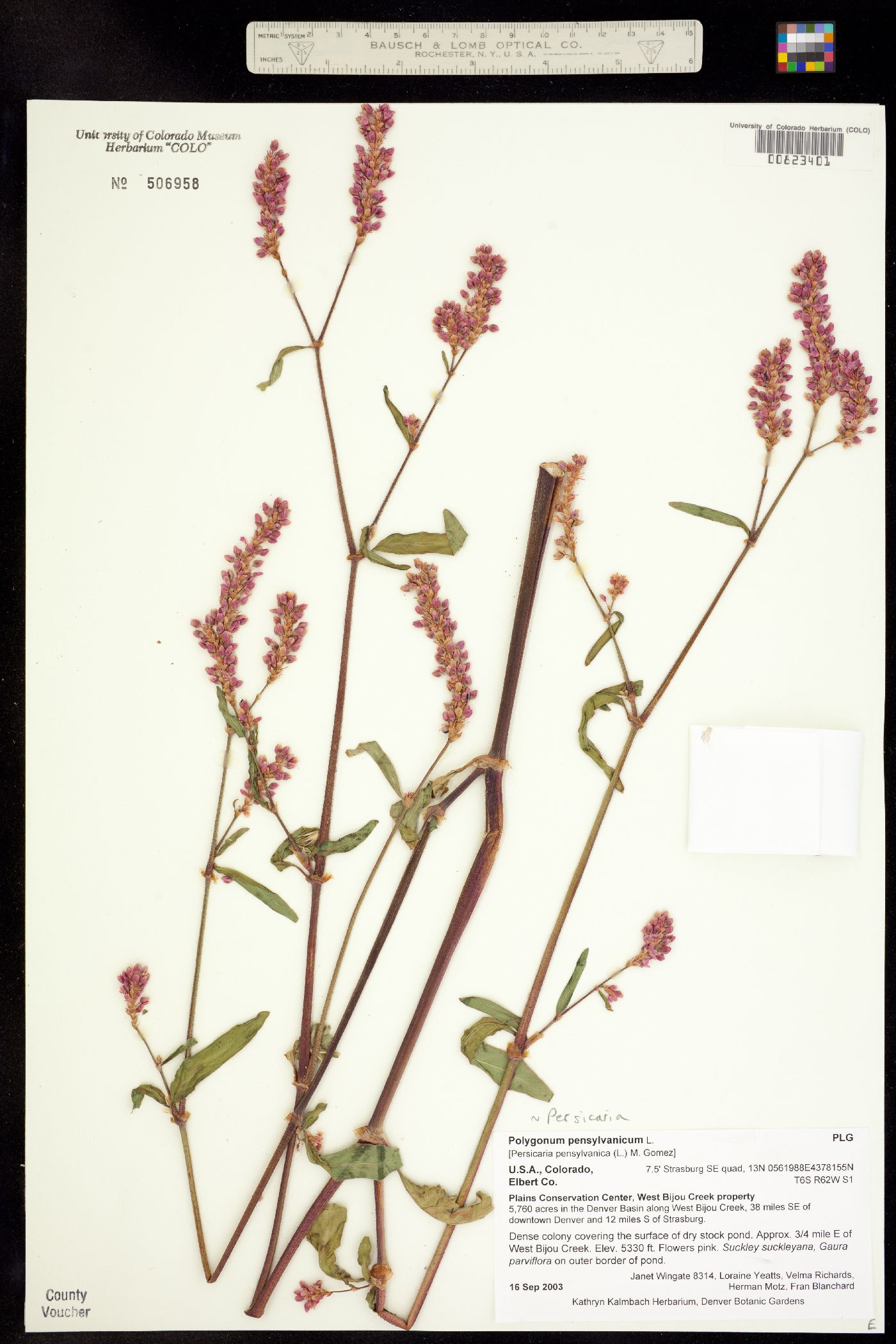 Persicaria pensylvanica image