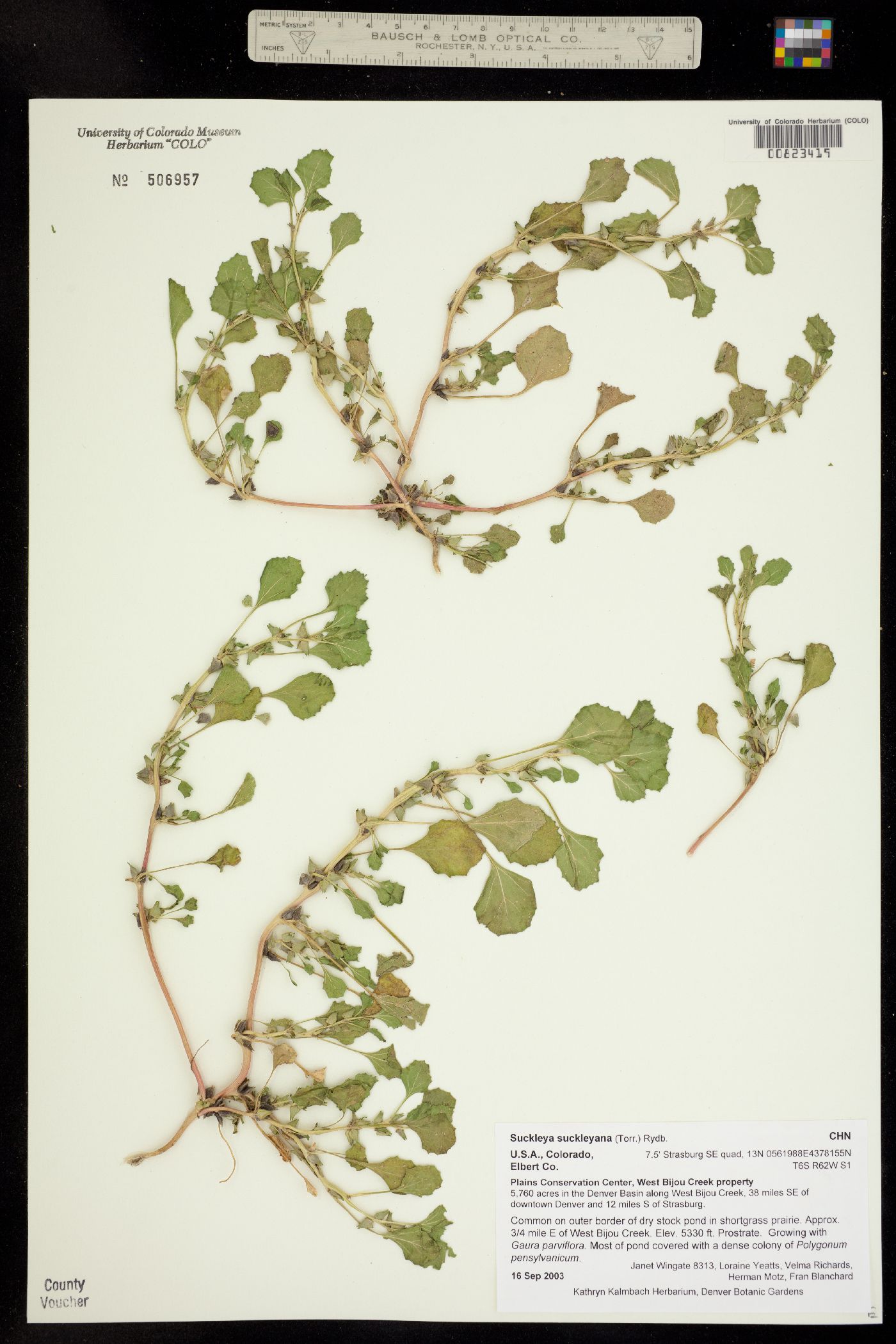 Suckleya suckleyana image