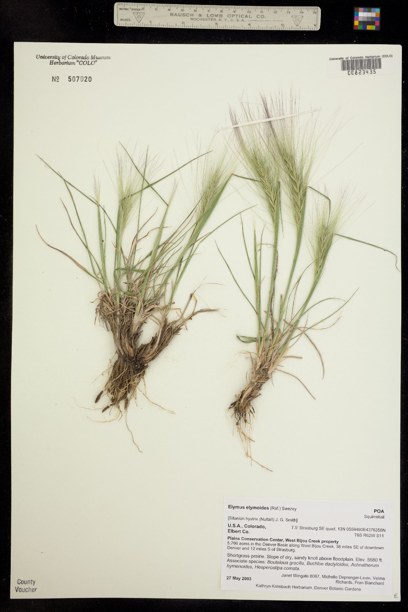 Elymus elymoides image