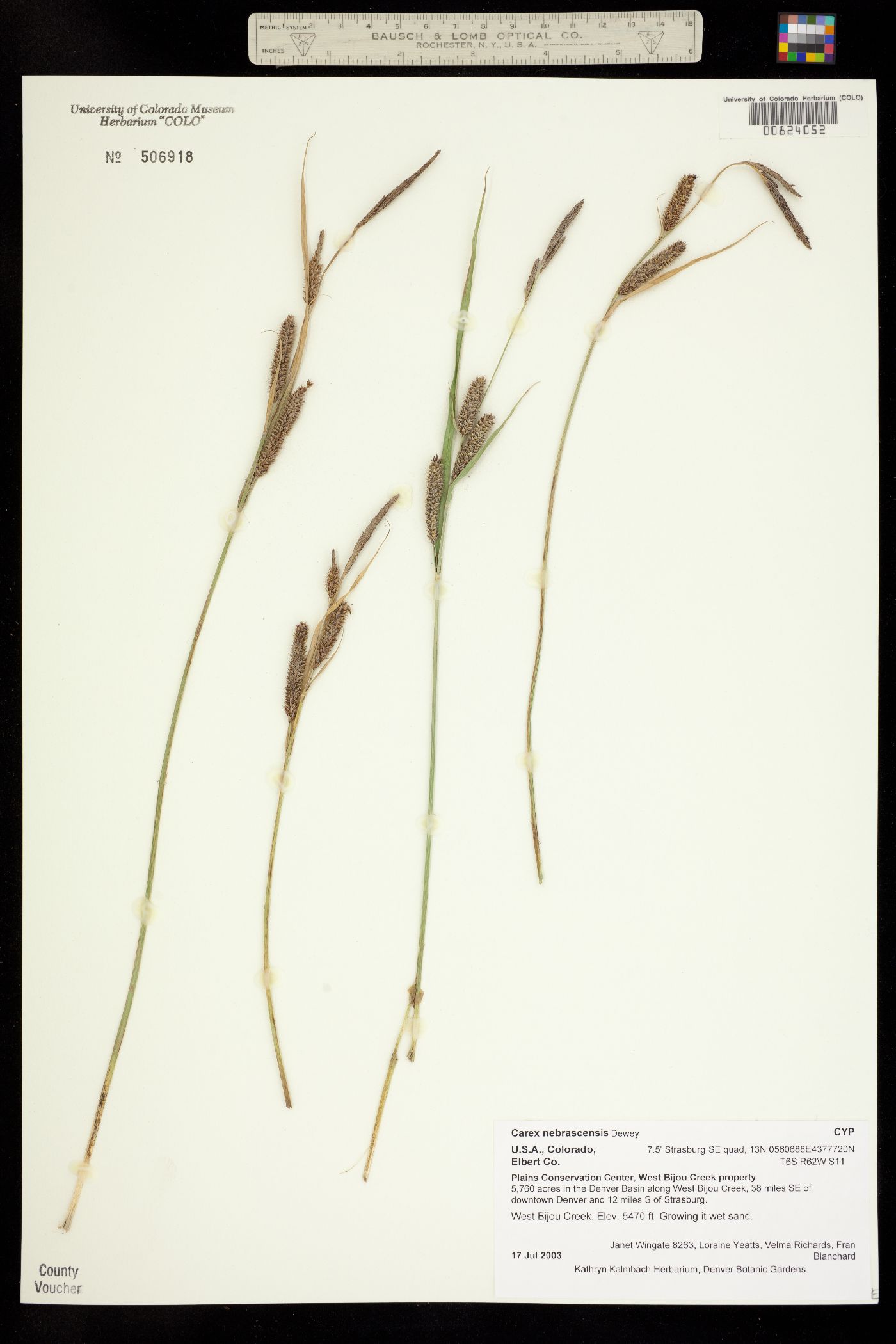 Carex nebrascensis image