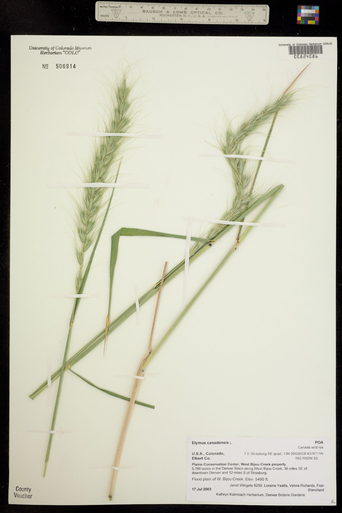 Elymus canadensis image