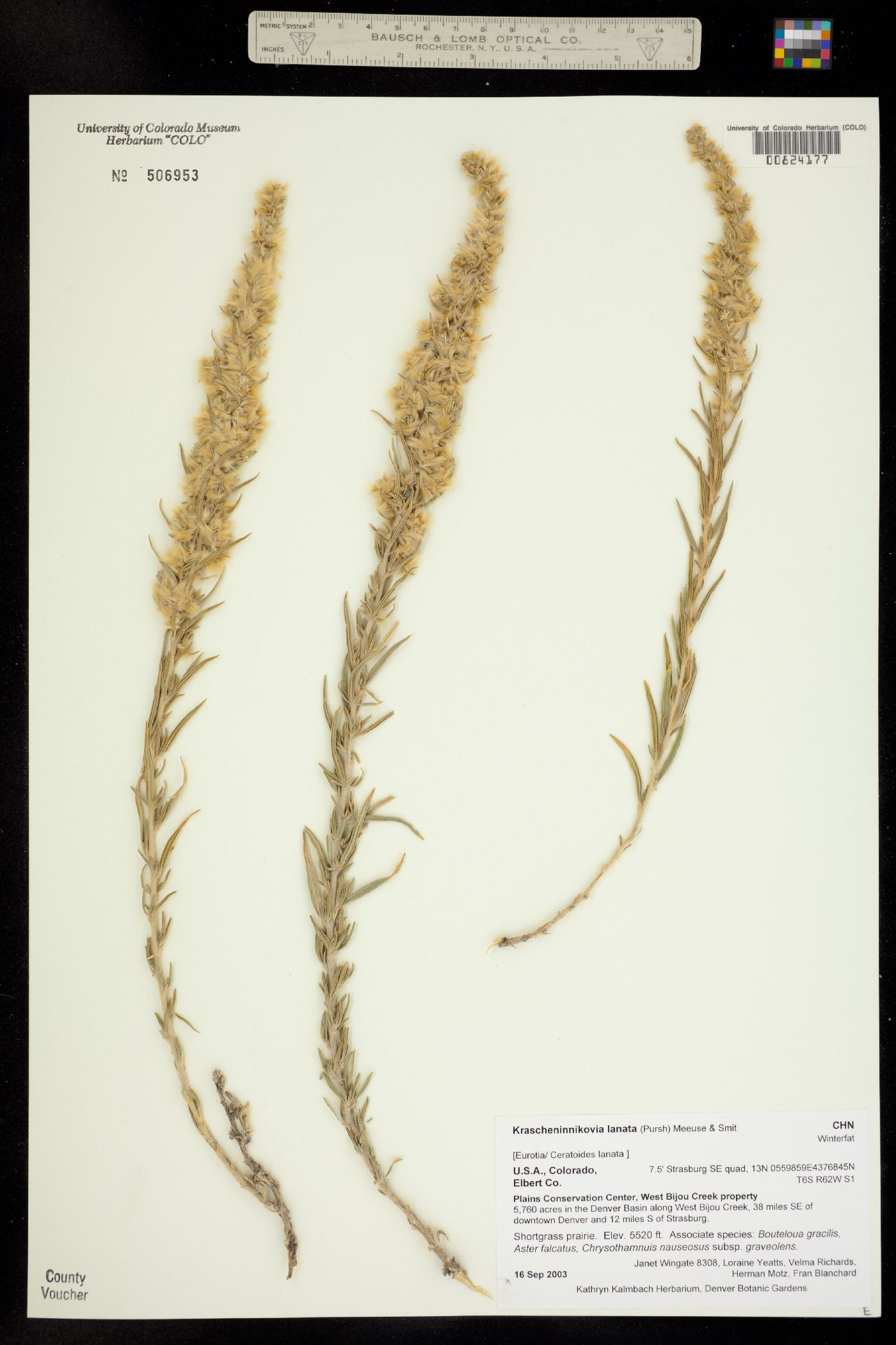 Krascheninnikovia lanata image