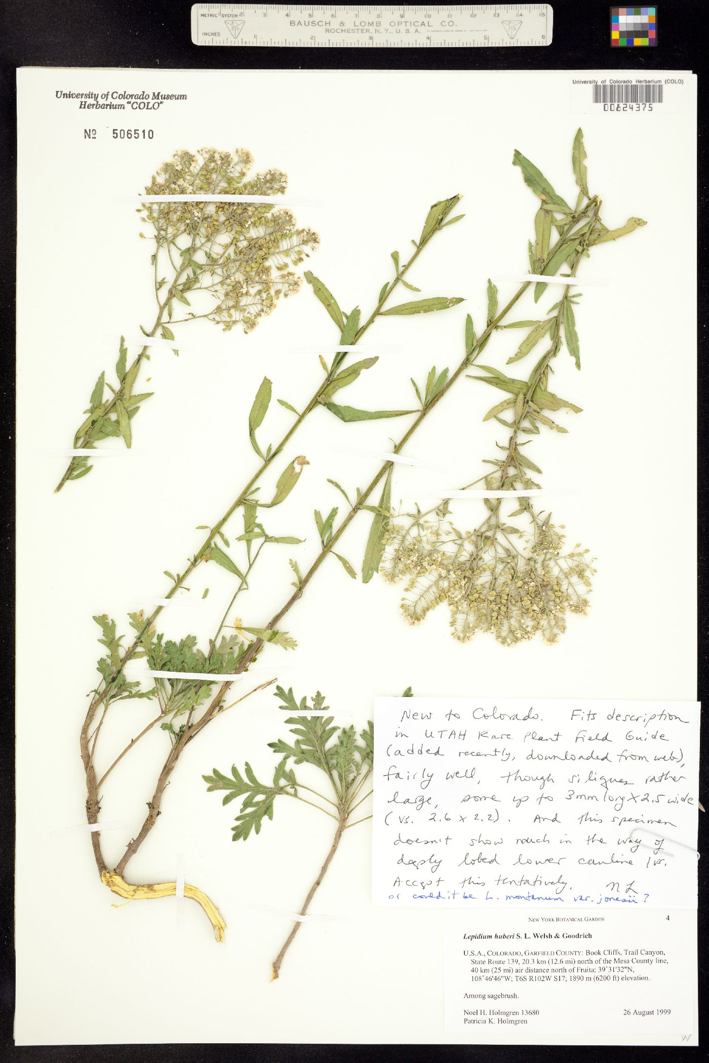 Lepidium huberi image