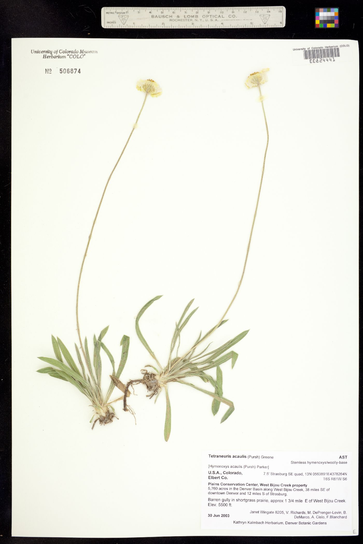Tetraneuris acaulis image