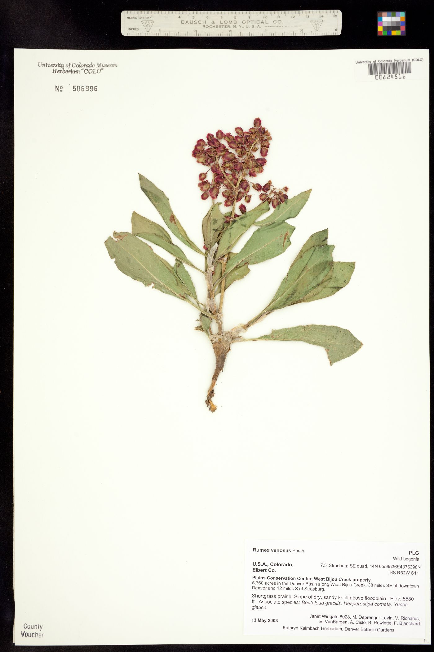 Rumex venosus image