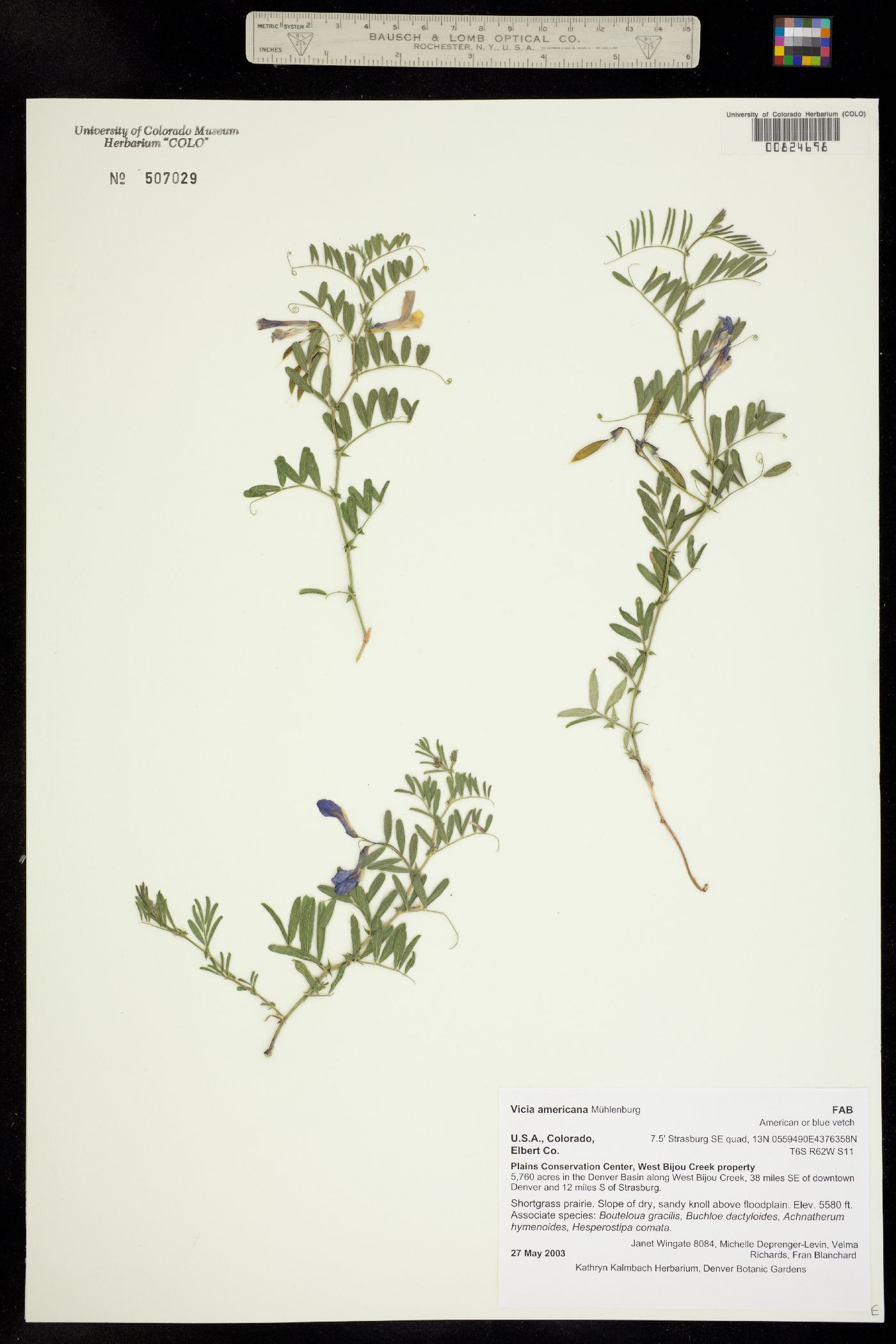 Vicia americana image