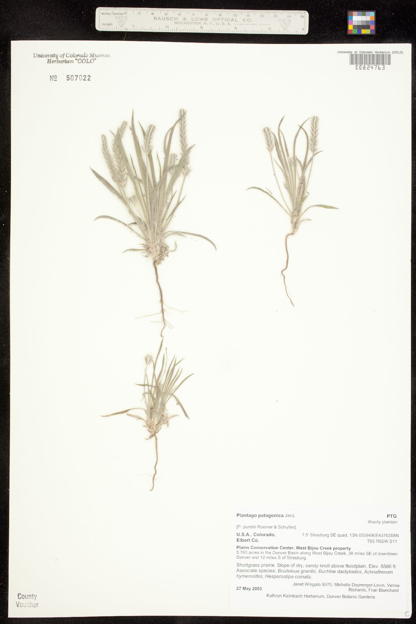 Plantago patagonica image