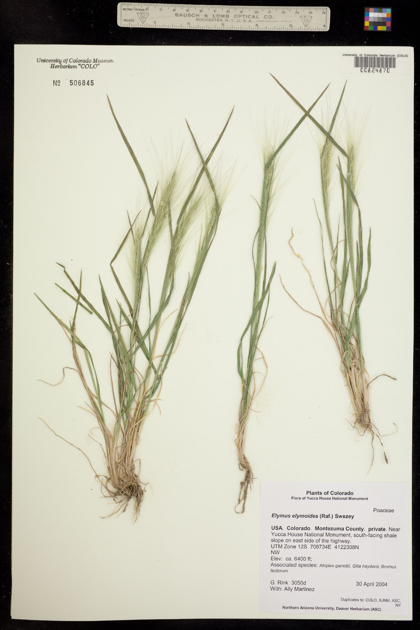 Elymus elymoides image