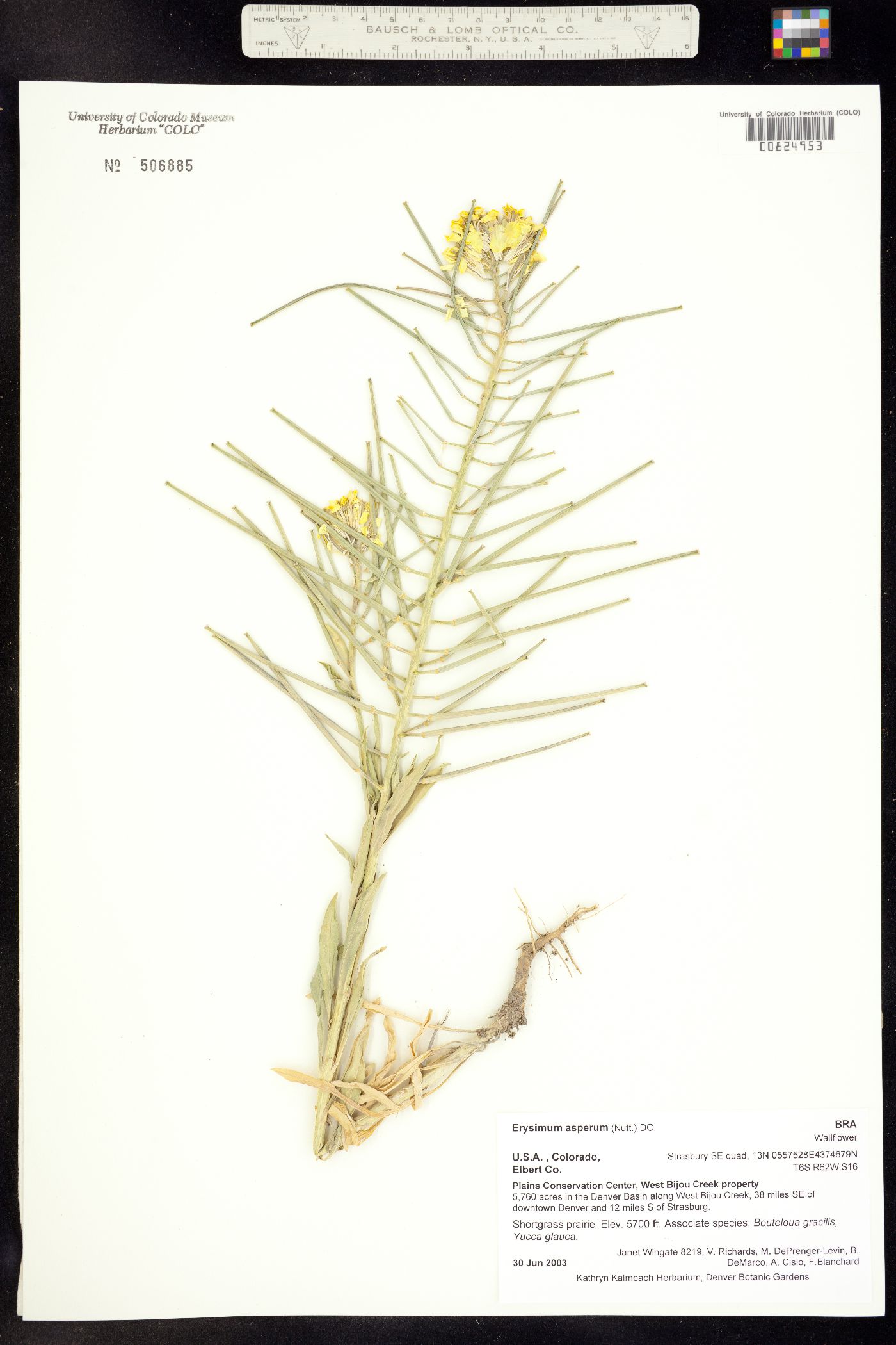 Erysimum asperum image
