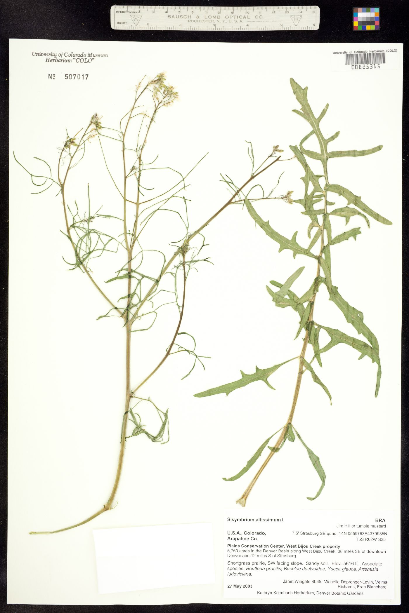 Sisymbrium altissimum image