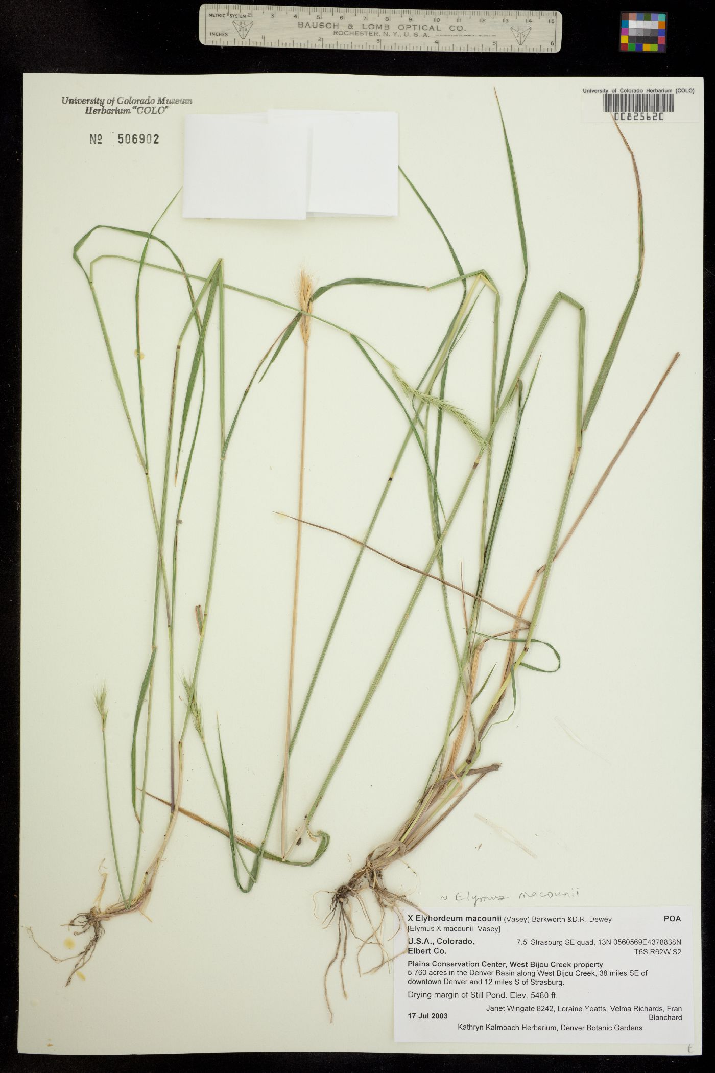Elymus macounii image