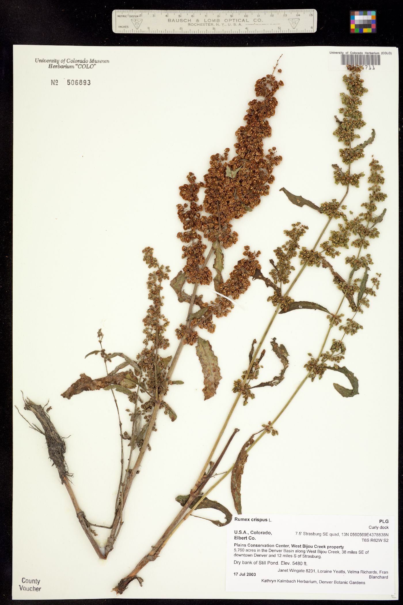 Rumex crispus image