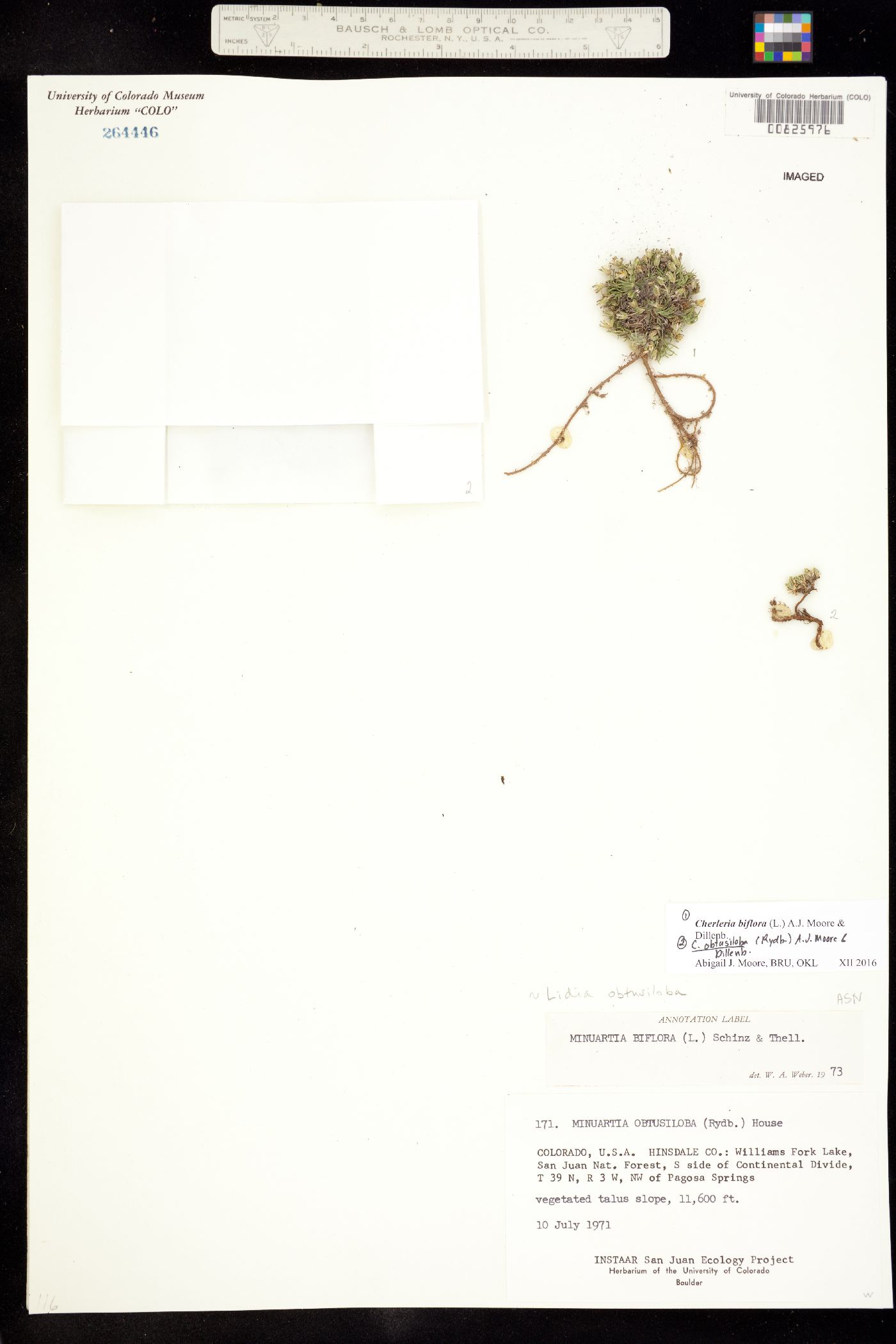 Minuartia obtusiloba image