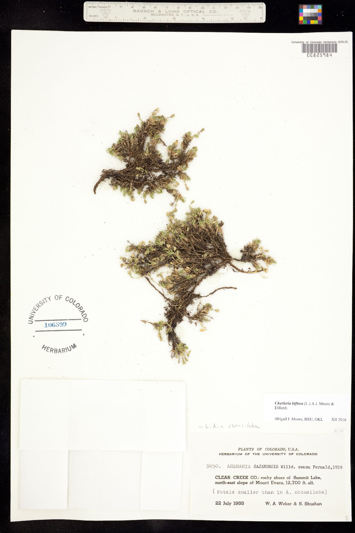 Minuartia image