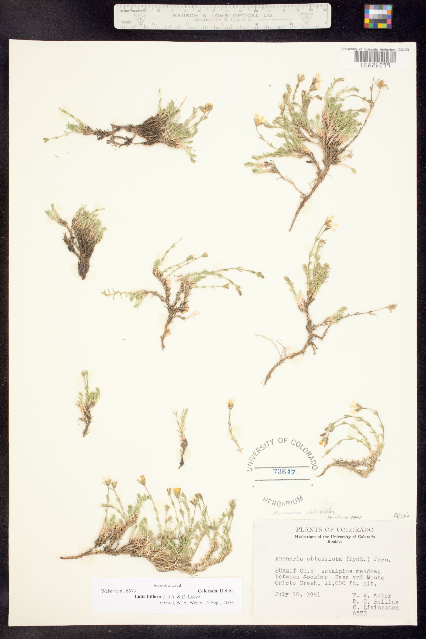 Alsinaceae image