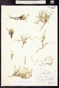 Image of Stellaria biflora