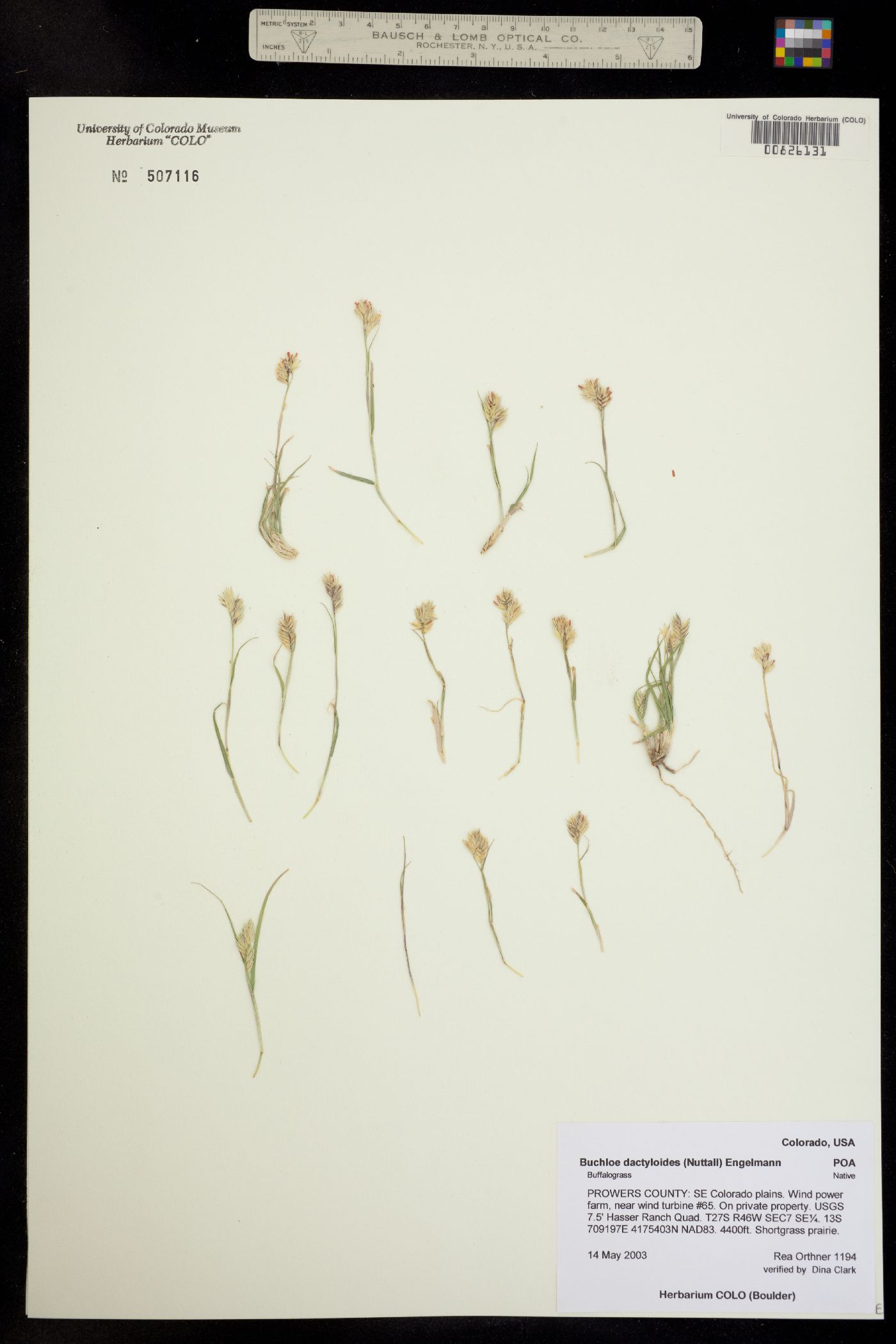 Bouteloua image