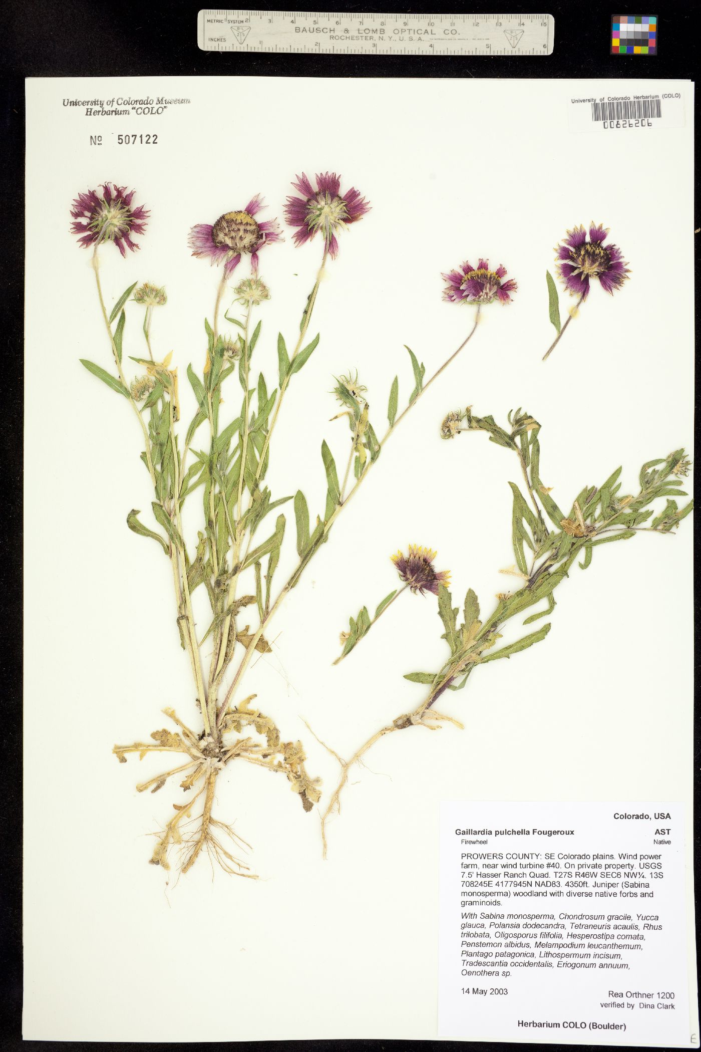 Gaillardia pulchella image