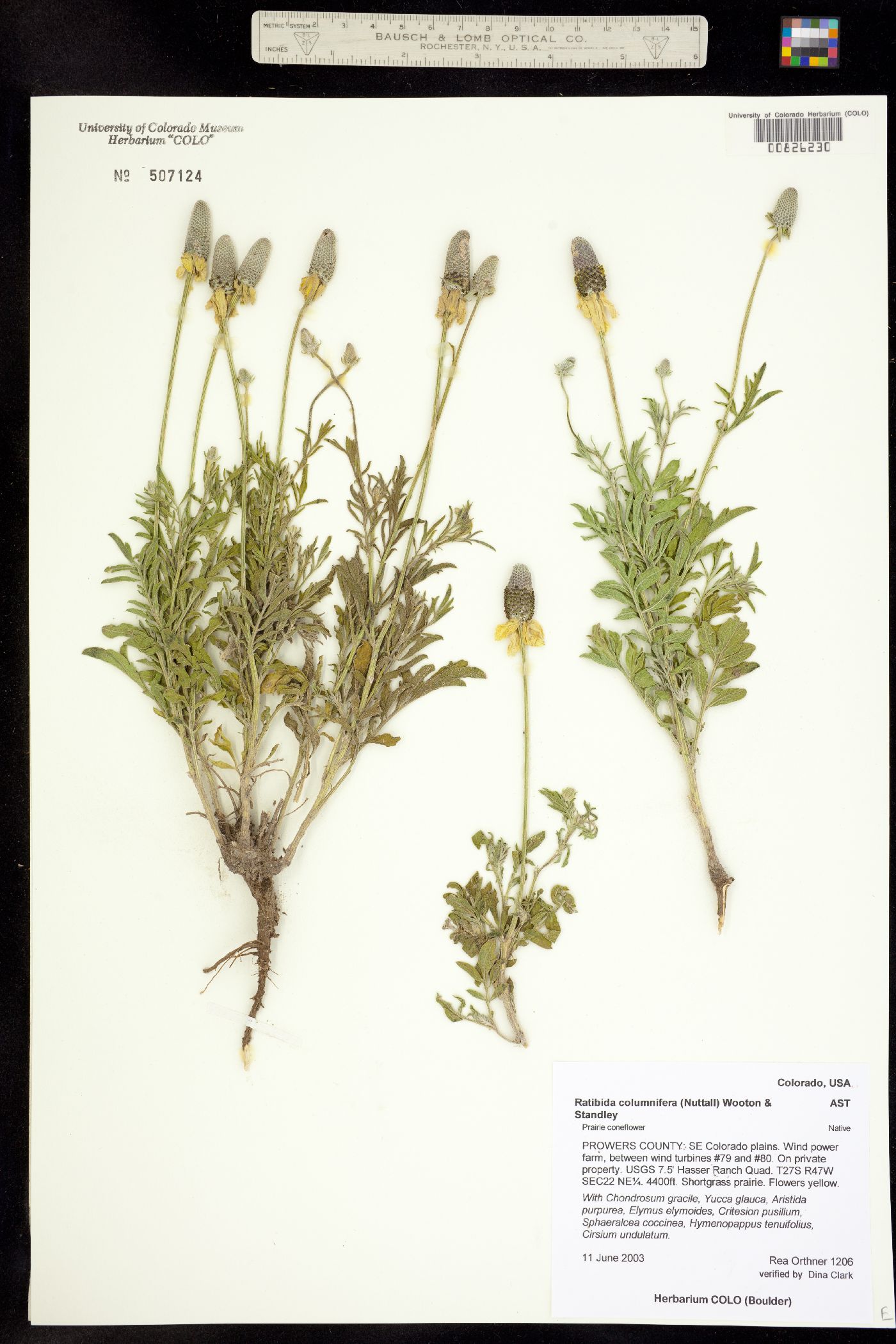 Ratibida columnifera image