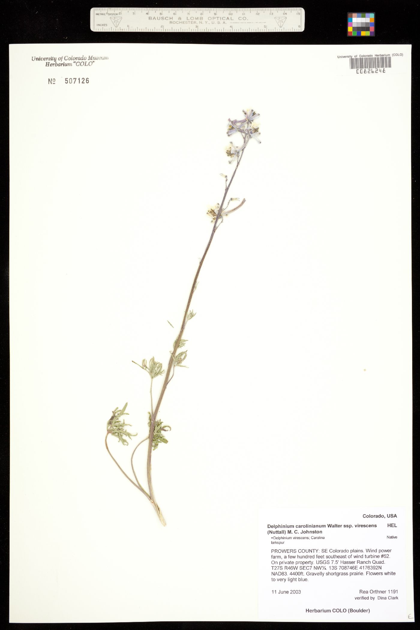 Delphinium carolinianum ssp. virescens image
