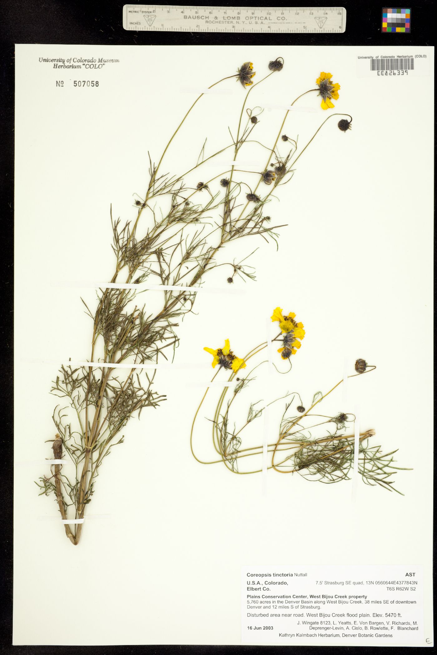 Coreopsis tinctoria image