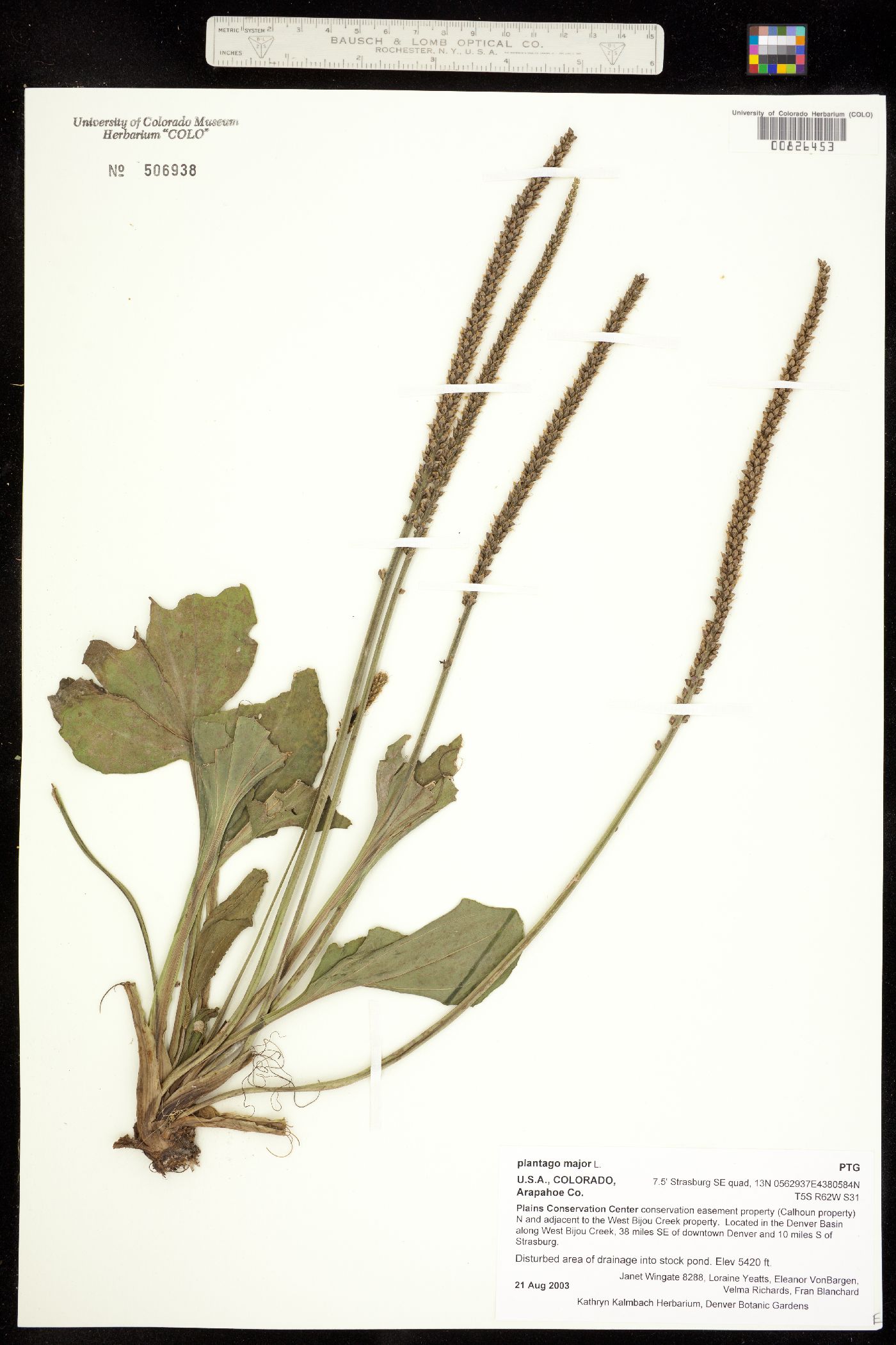 Plantago image