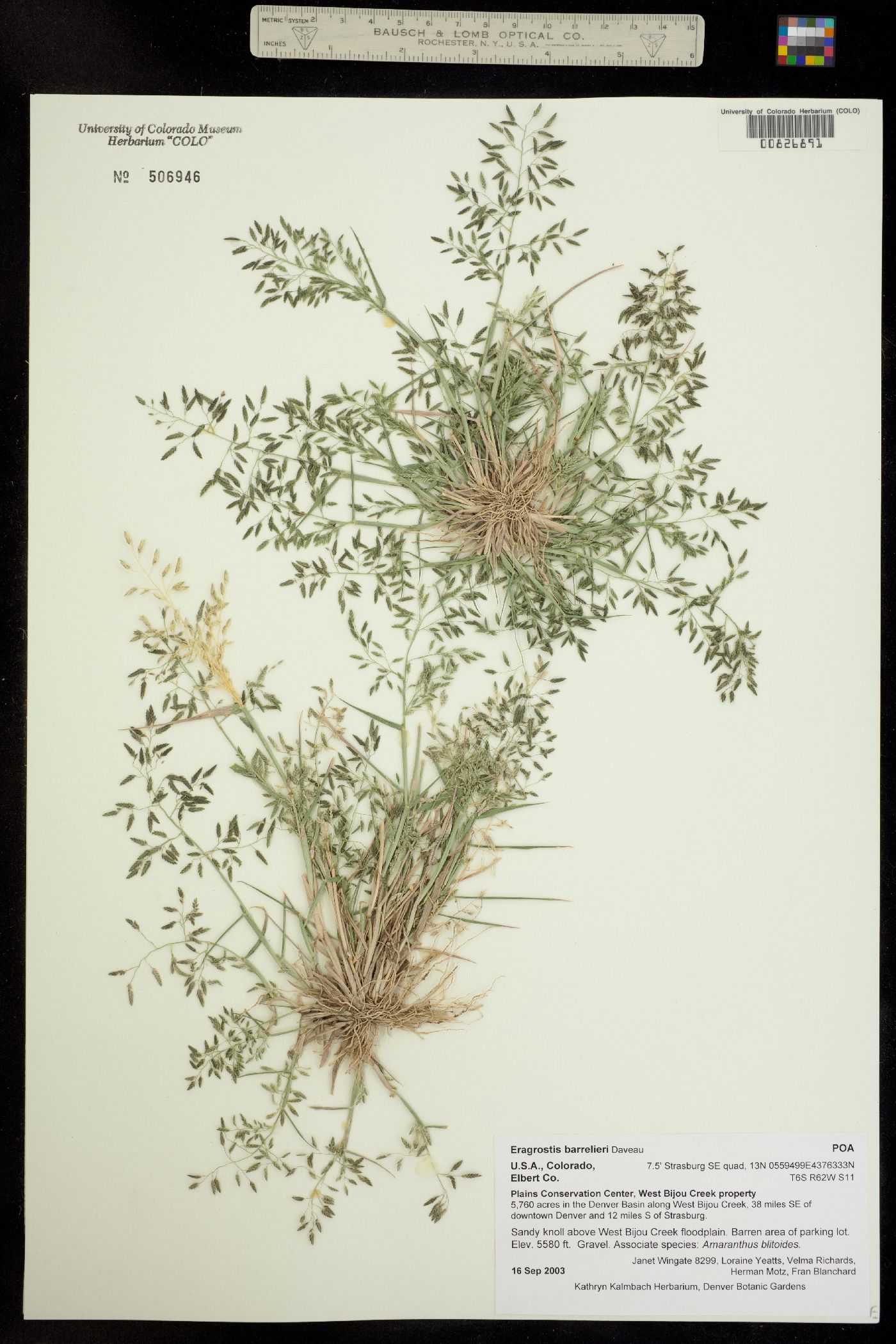 Eragrostis barrelieri image