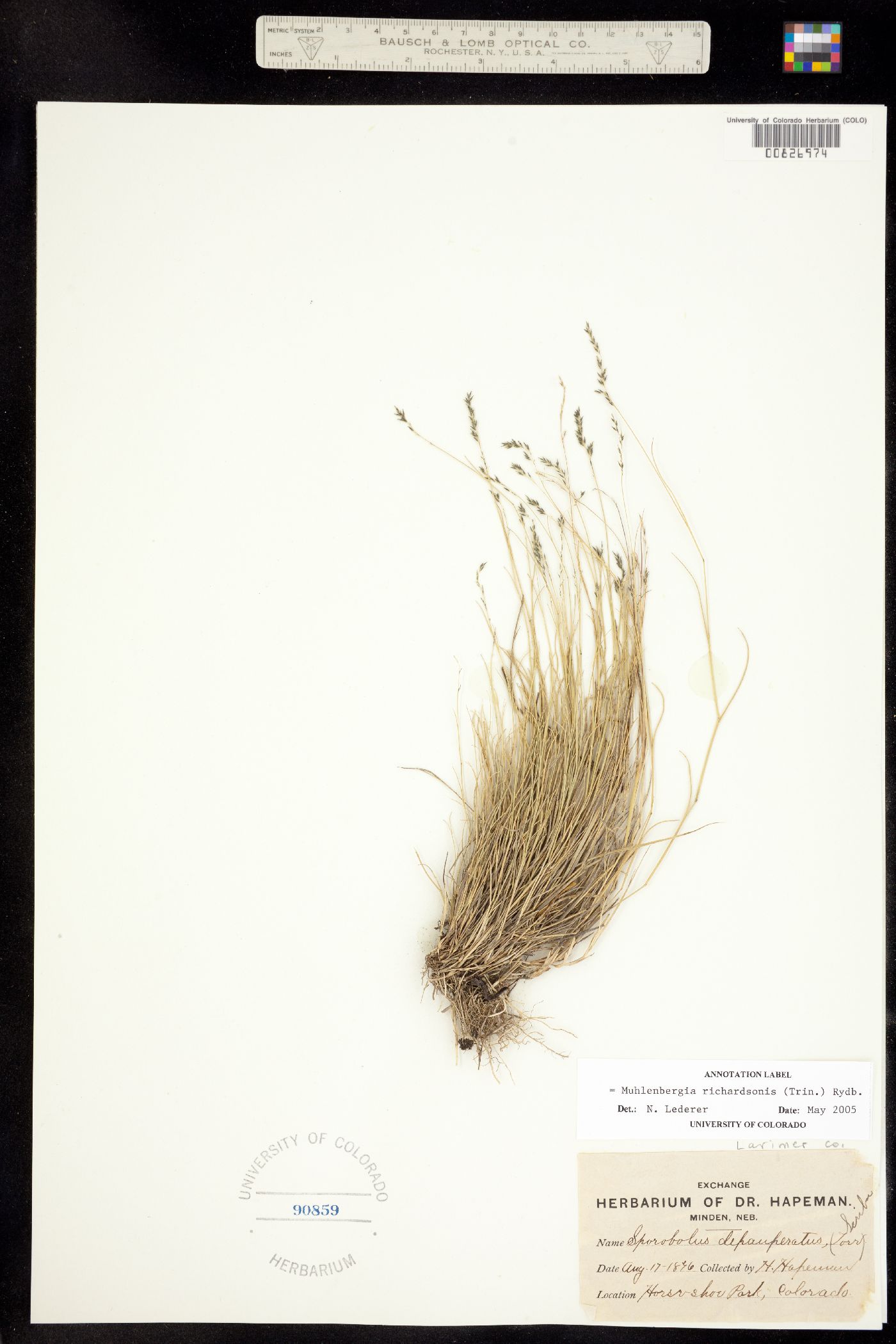 Muhlenbergia richardsonis image