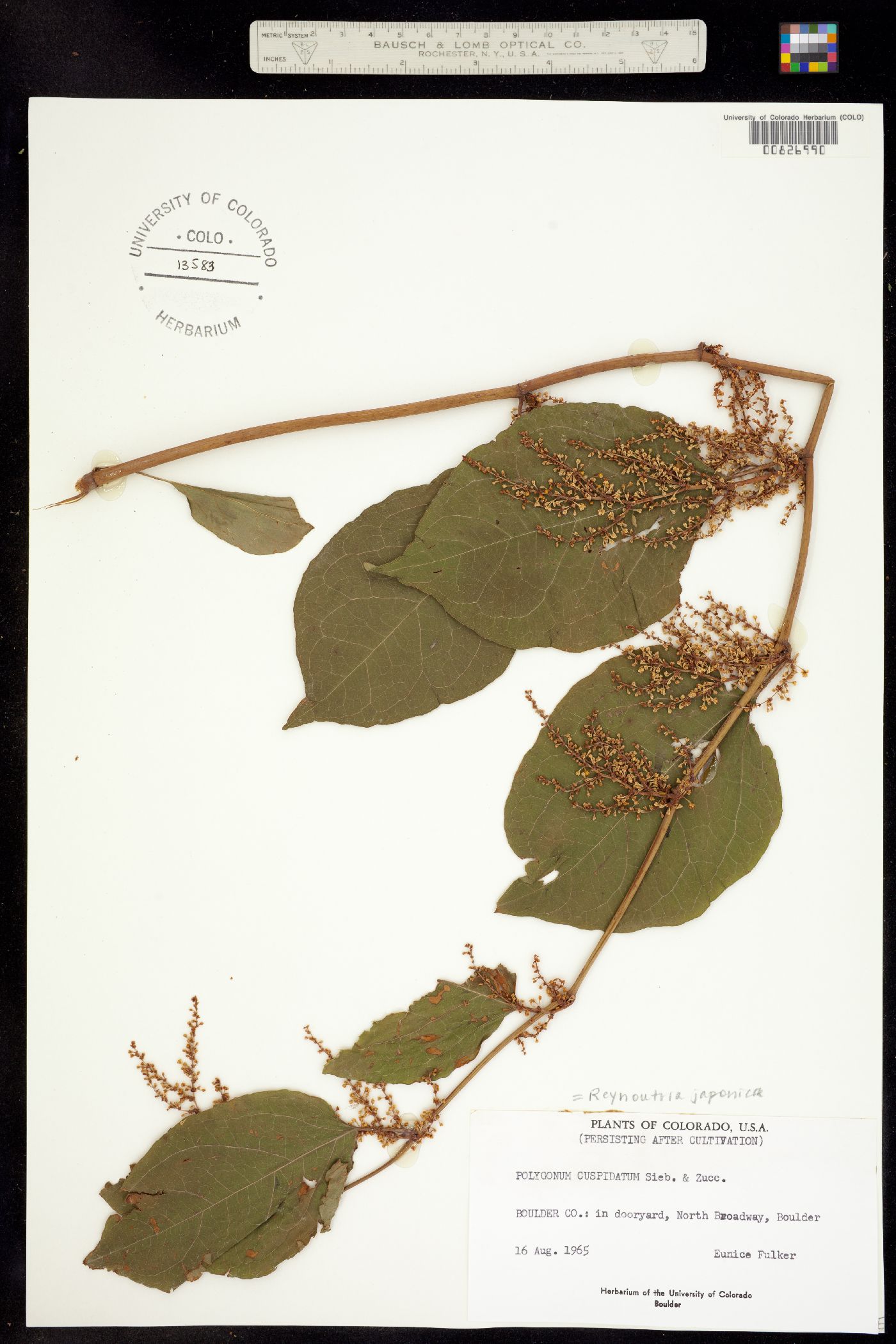 Fallopia japonica var. japonica image