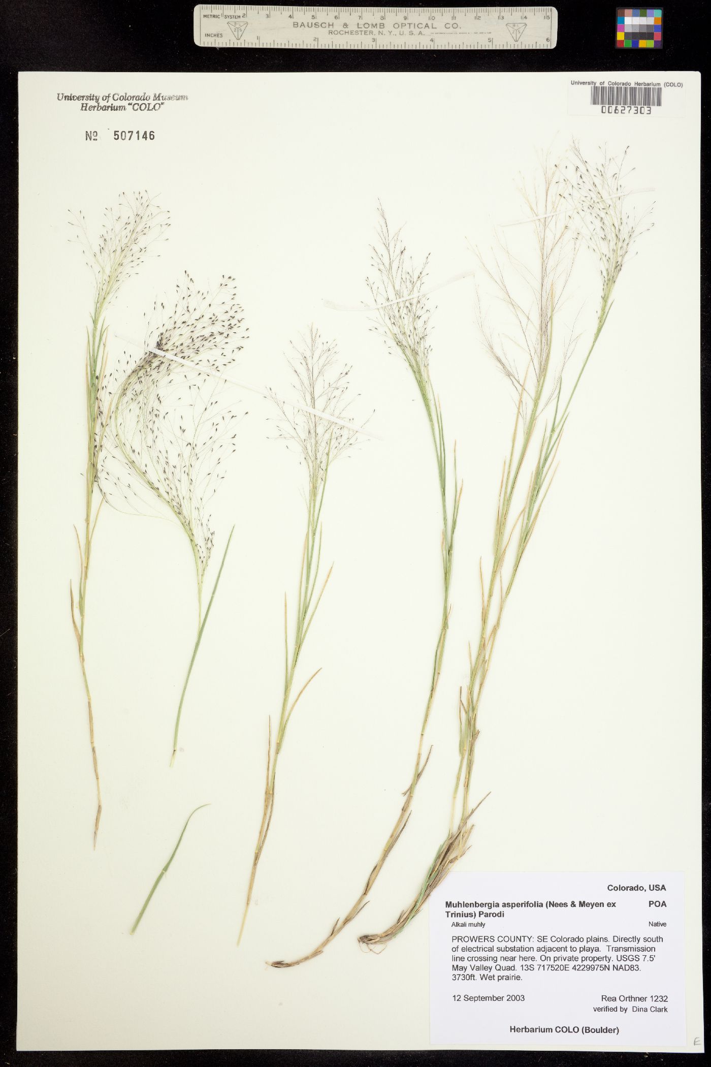 Muhlenbergia asperifolia image