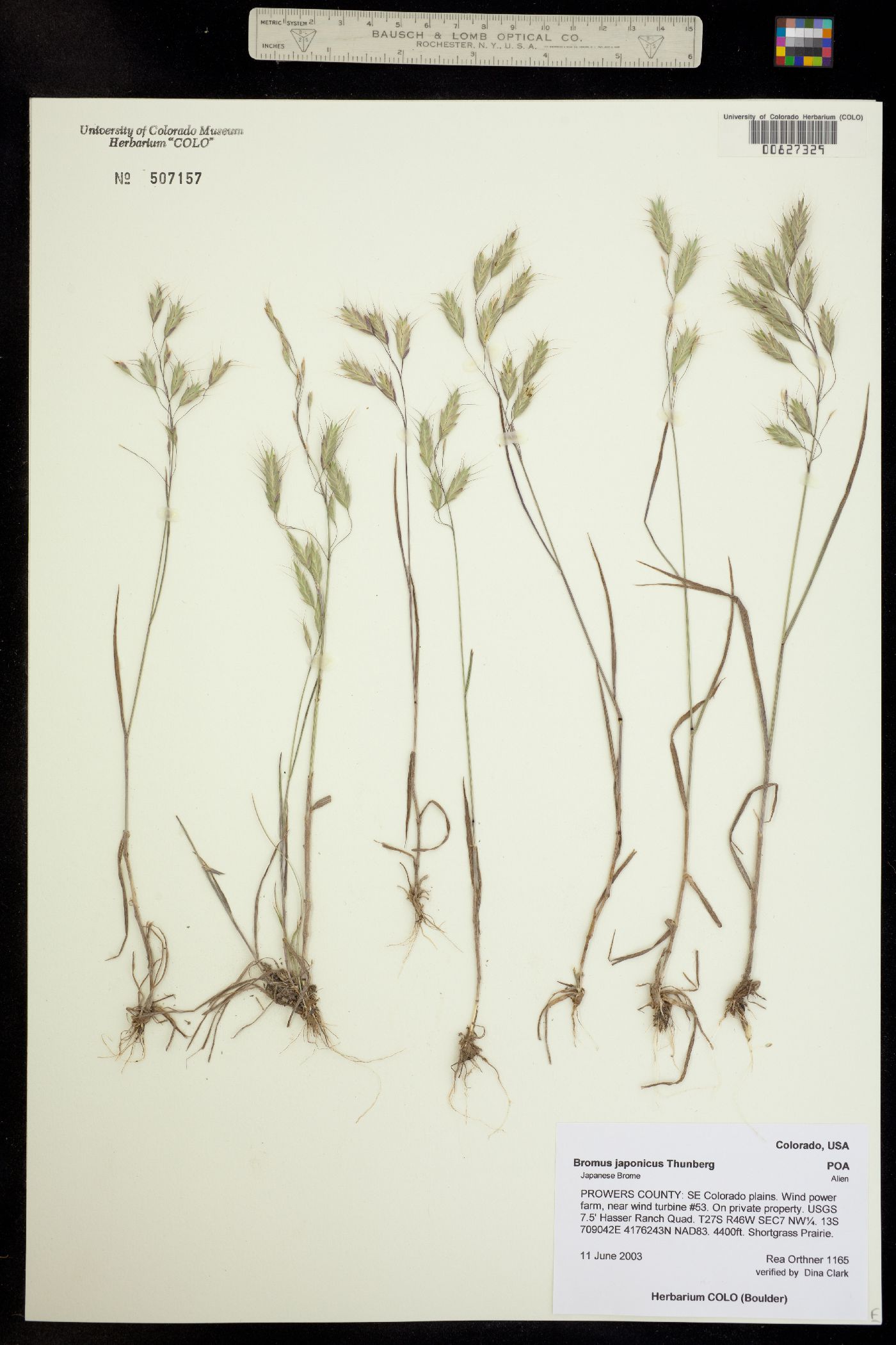 Bromus japonicus image