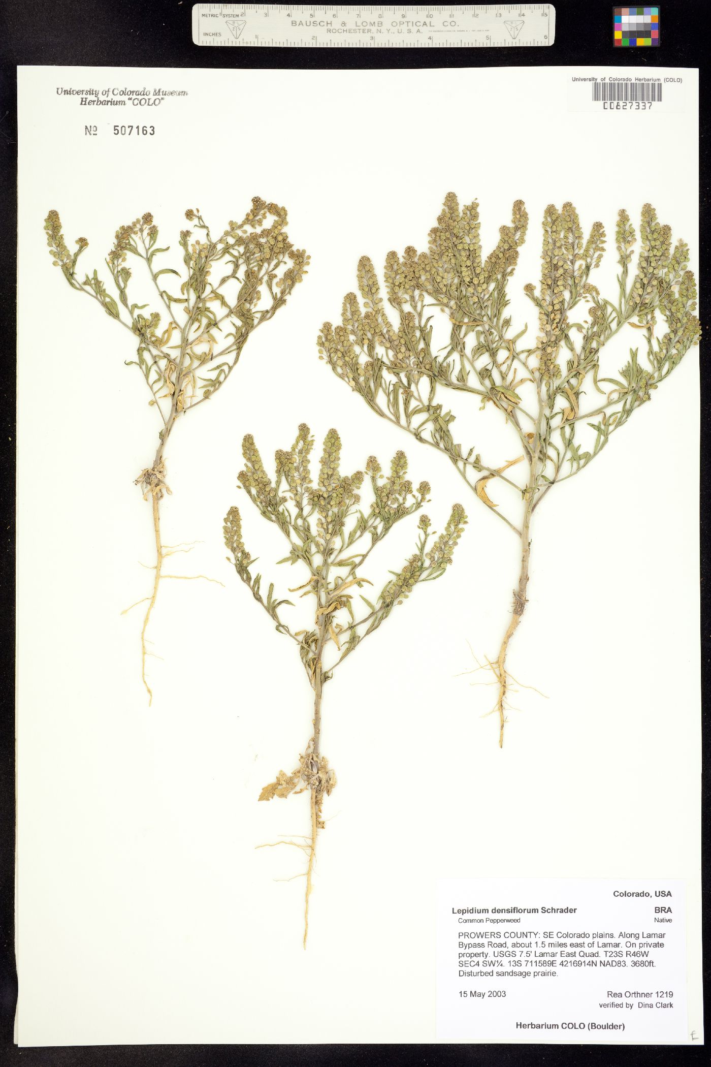Lepidium densiflorum image