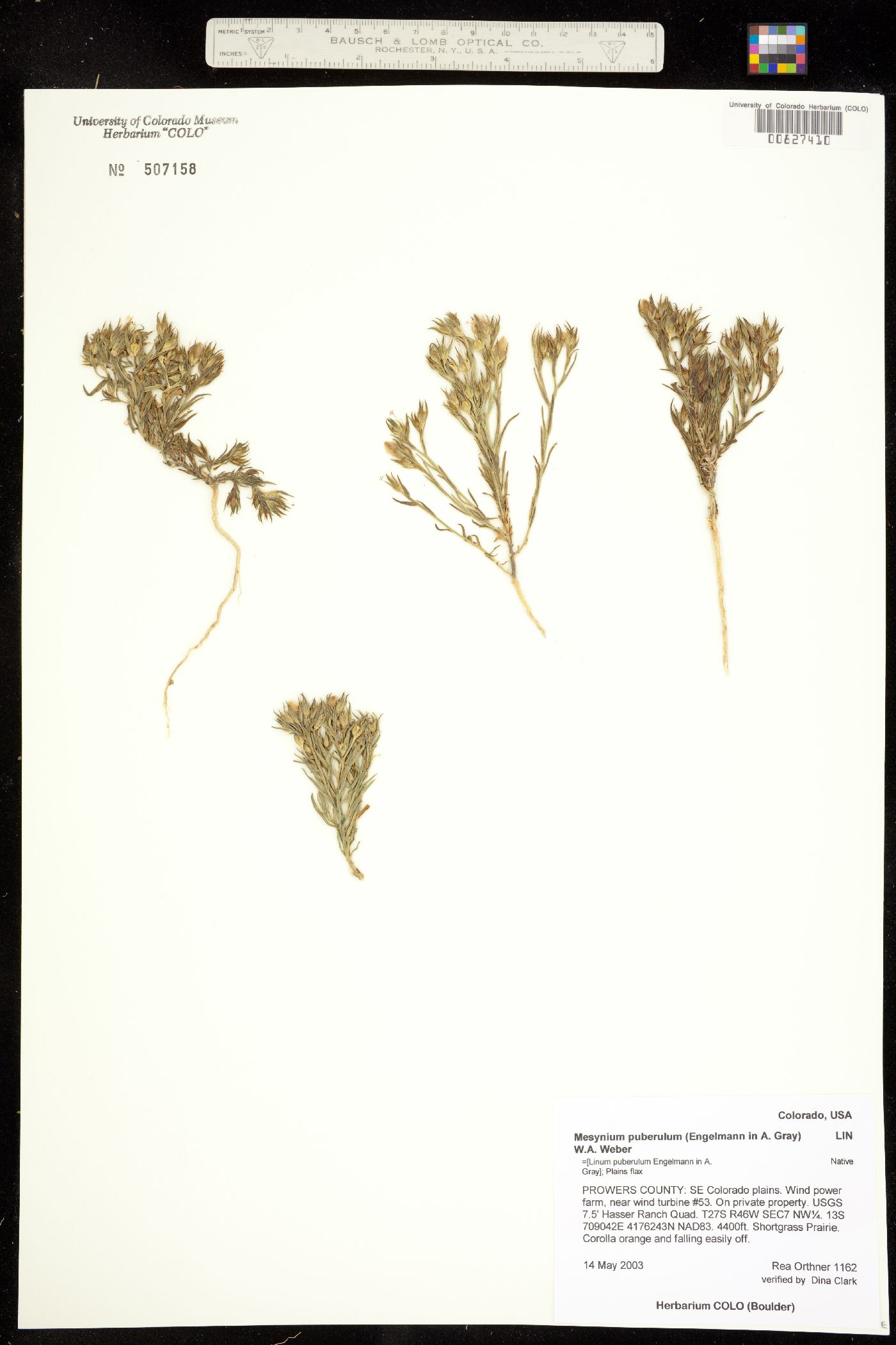 Linum image