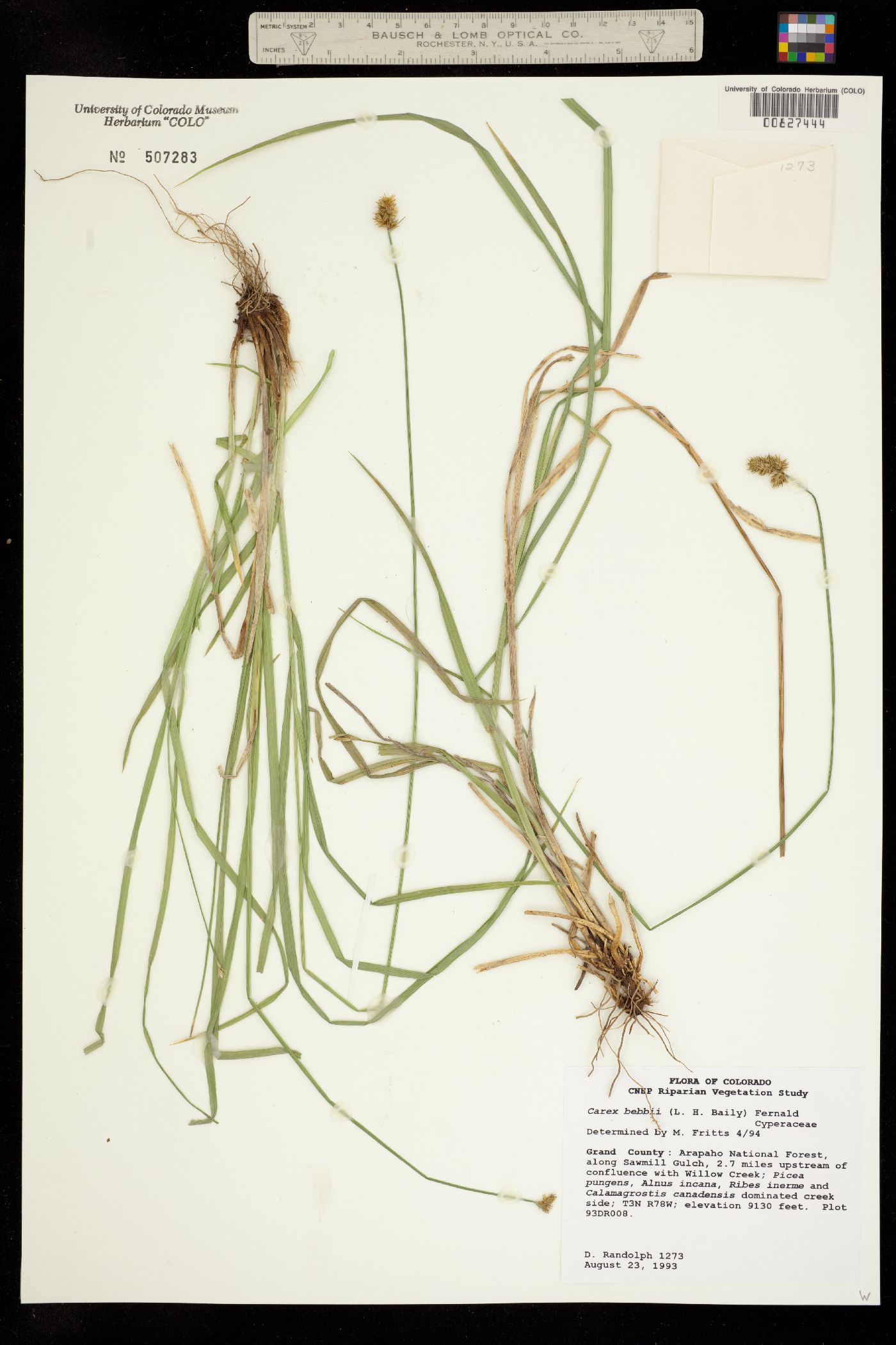 Carex bebbii image
