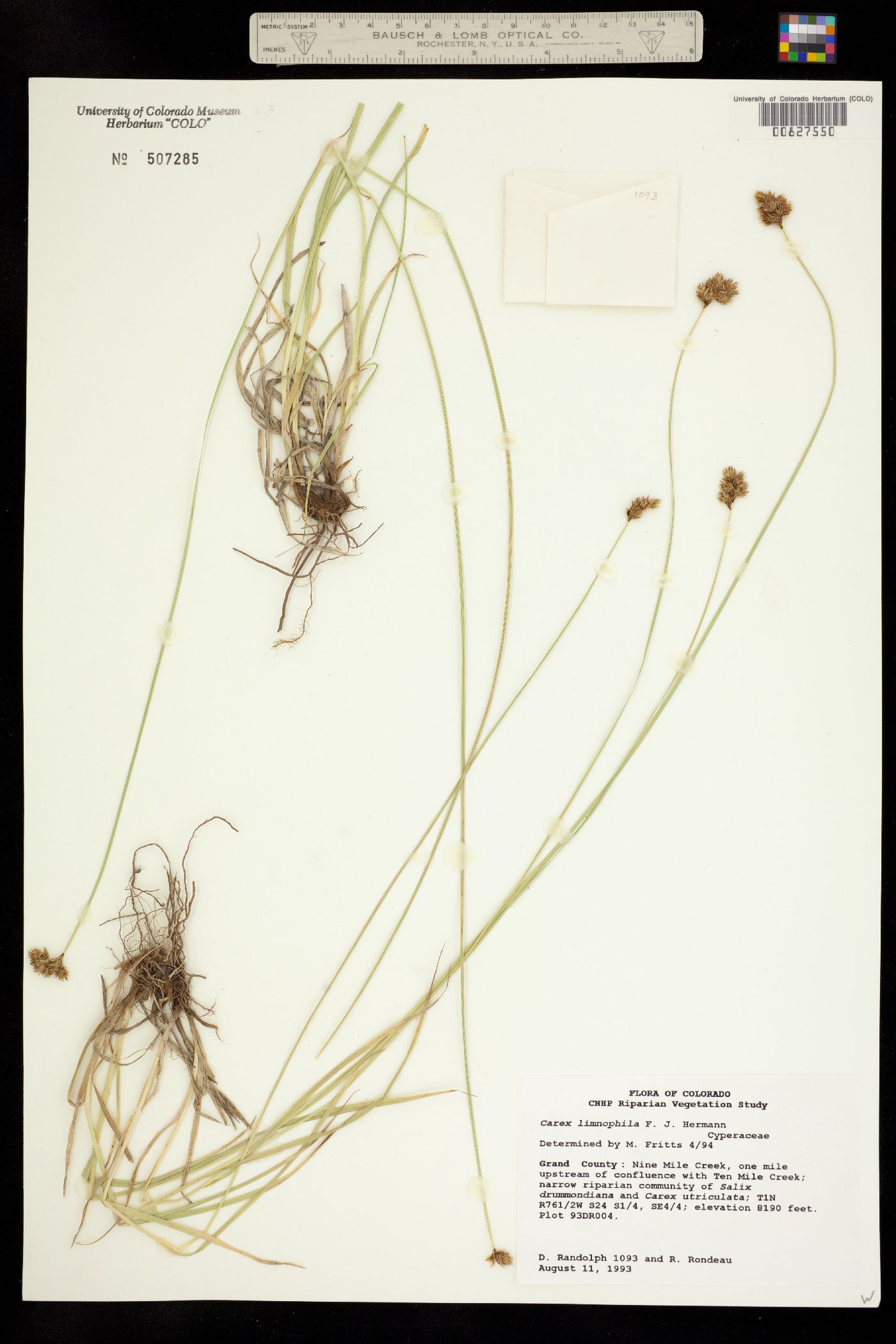 Carex microptera image