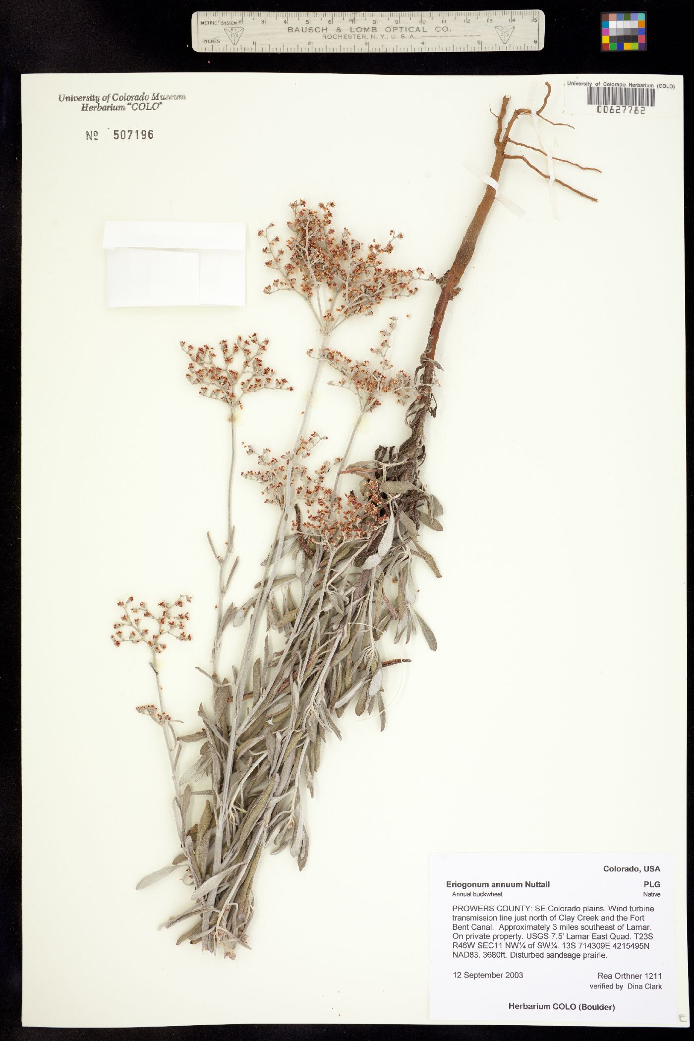 Eriogonum image