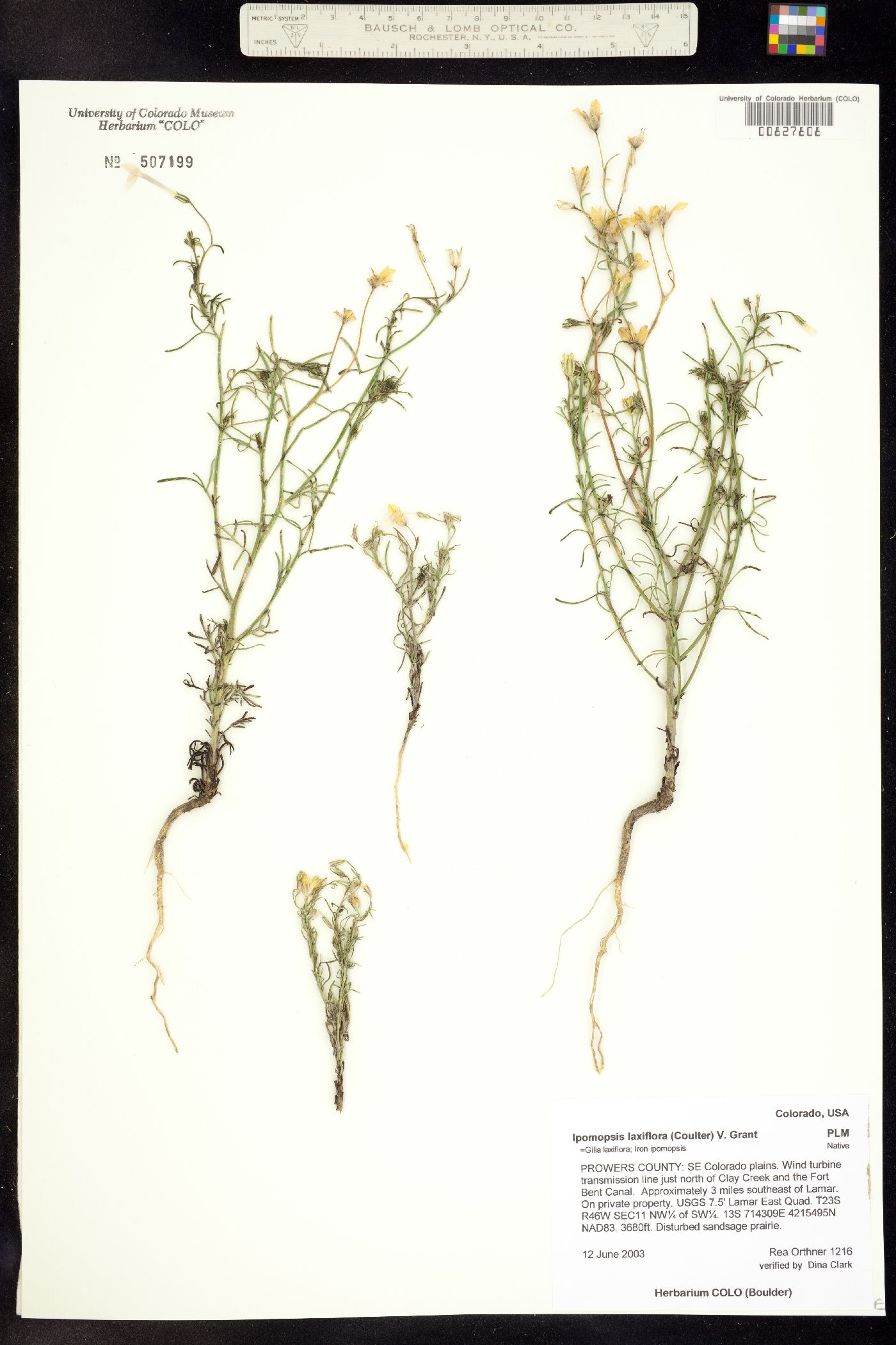 Ipomopsis laxiflora image