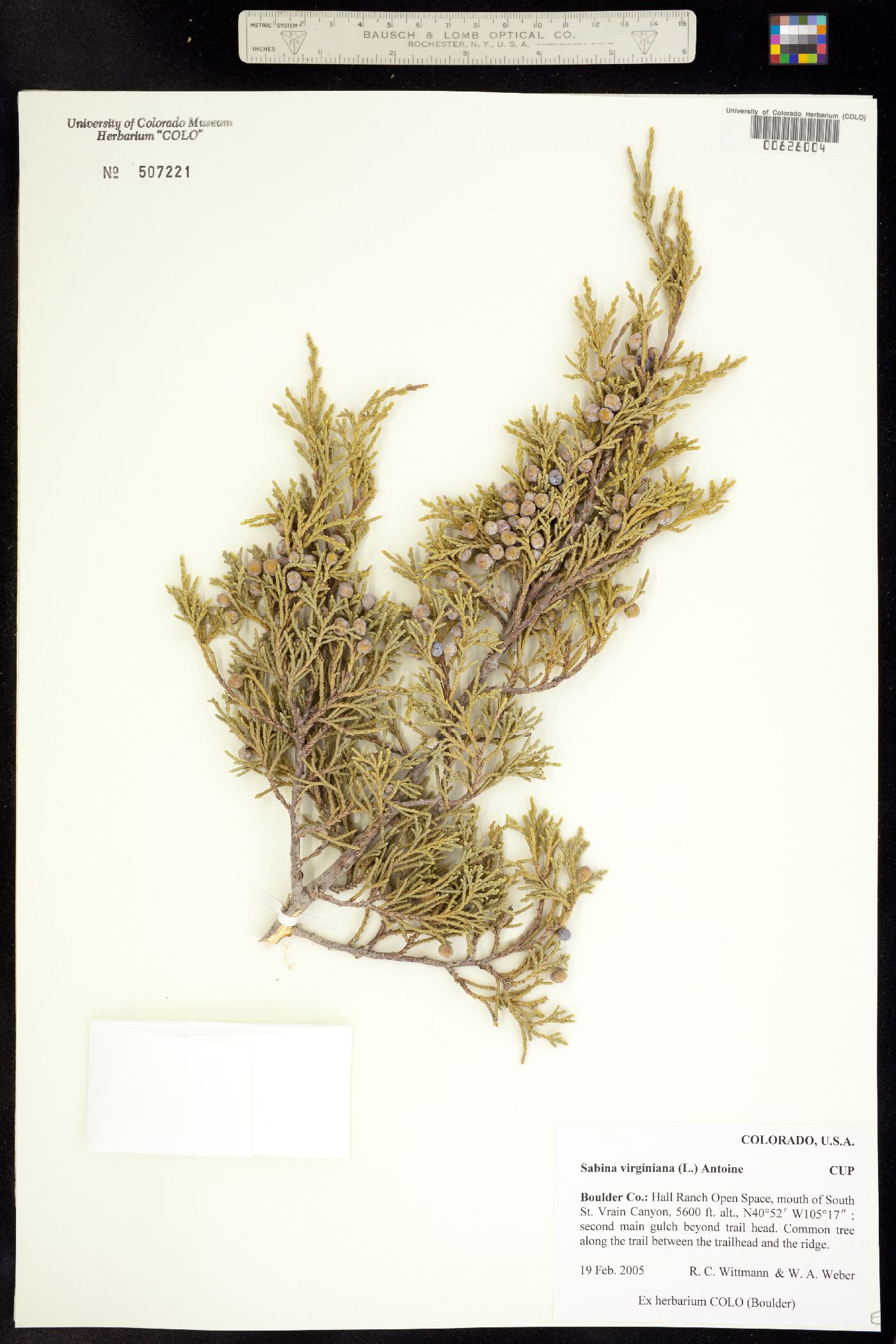 Juniperus virginiana image