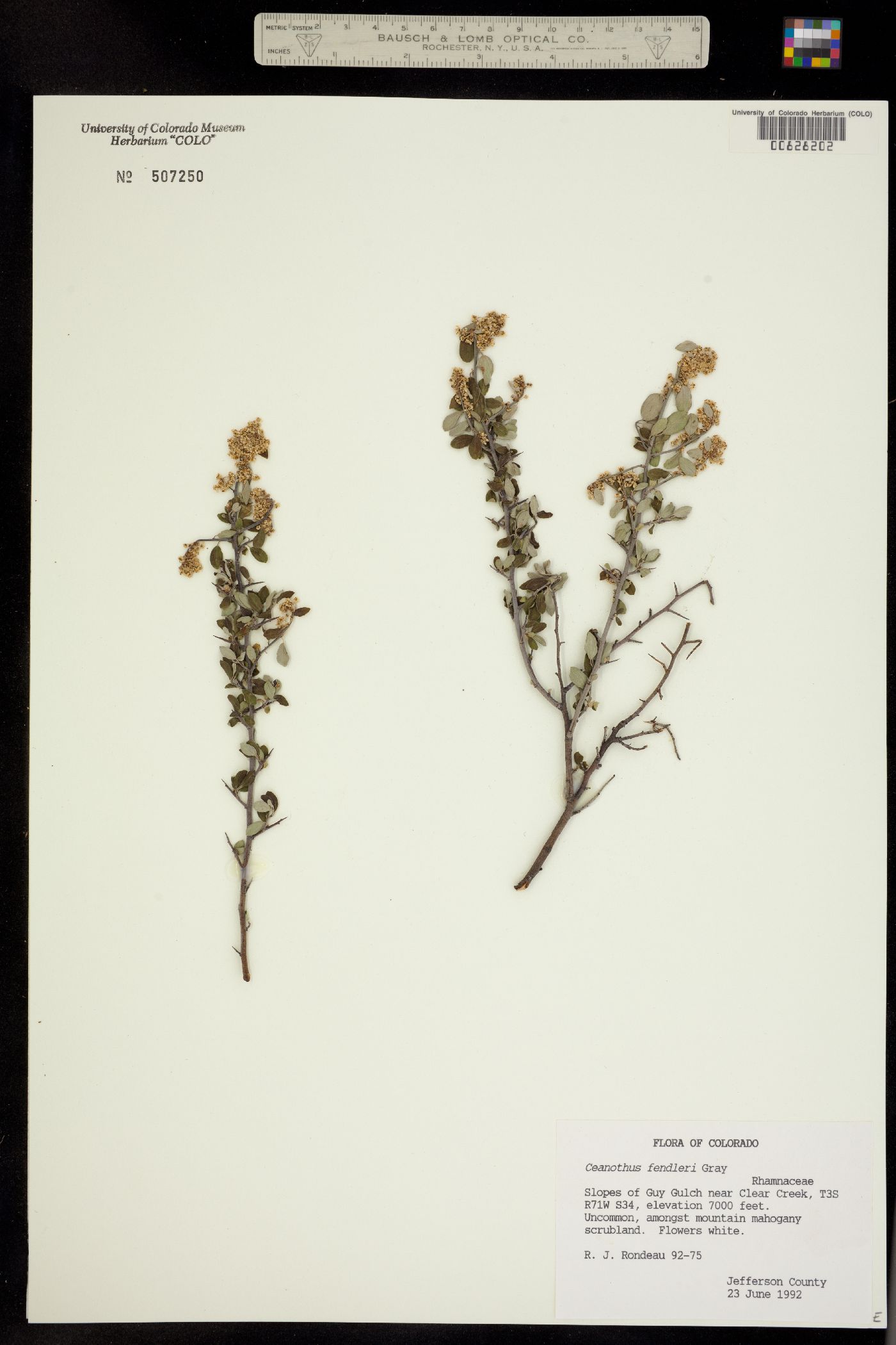 Ceanothus fendleri image