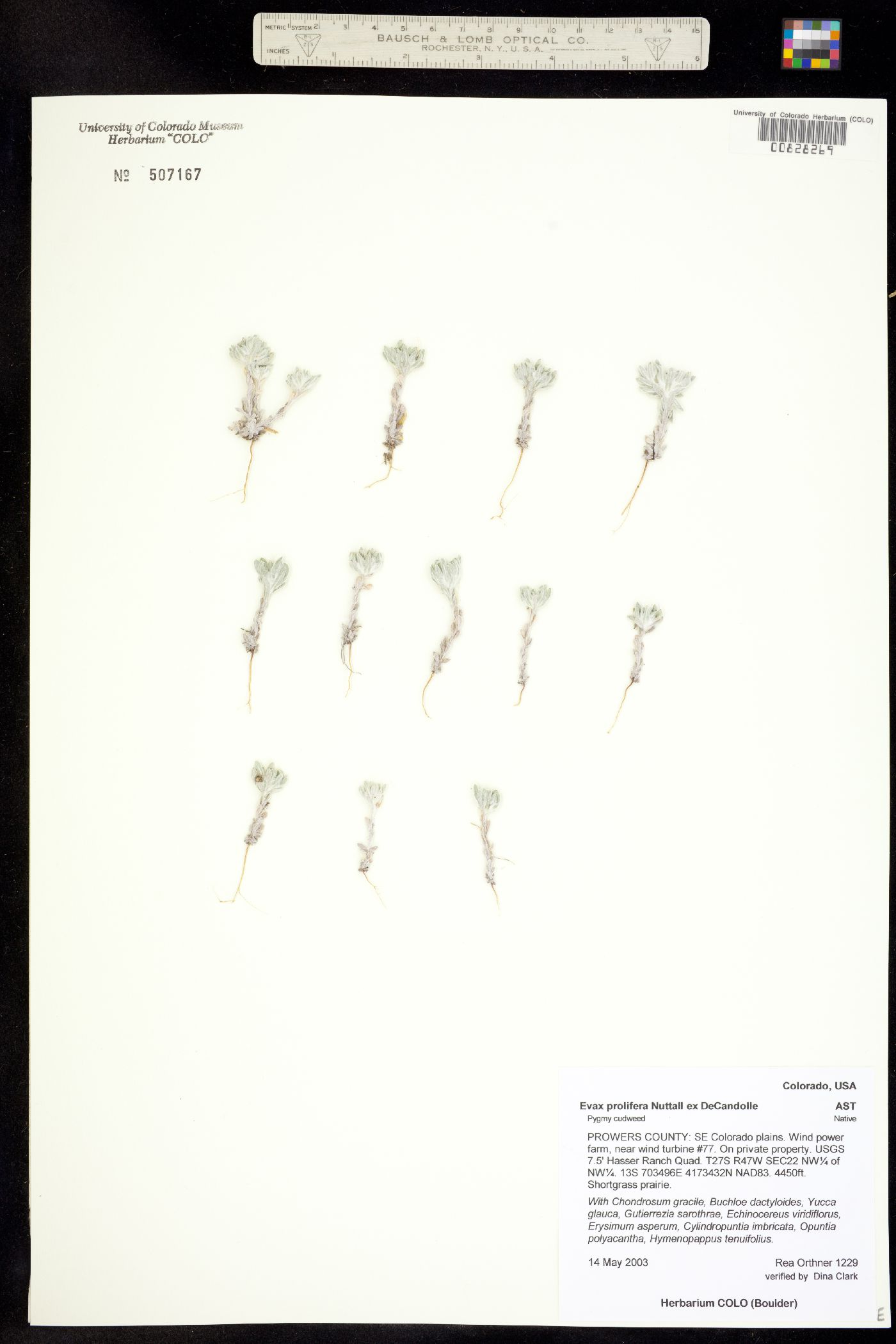 Evax prolifera image