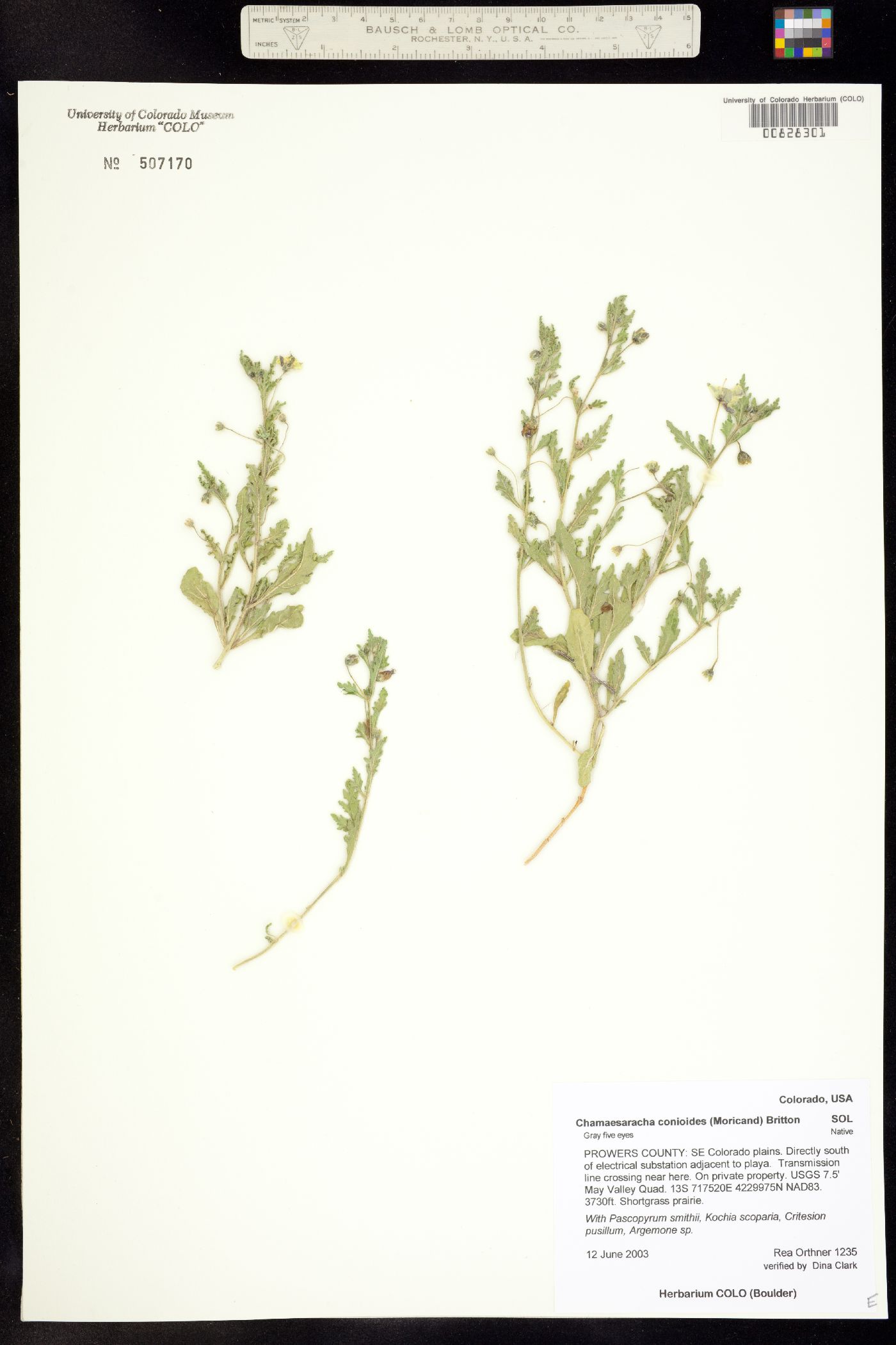 Chamaesaracha conioides image