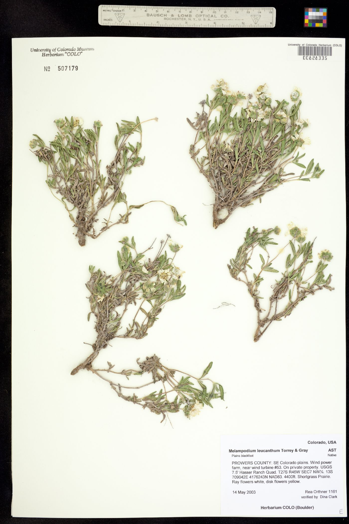 Melampodium leucanthum image