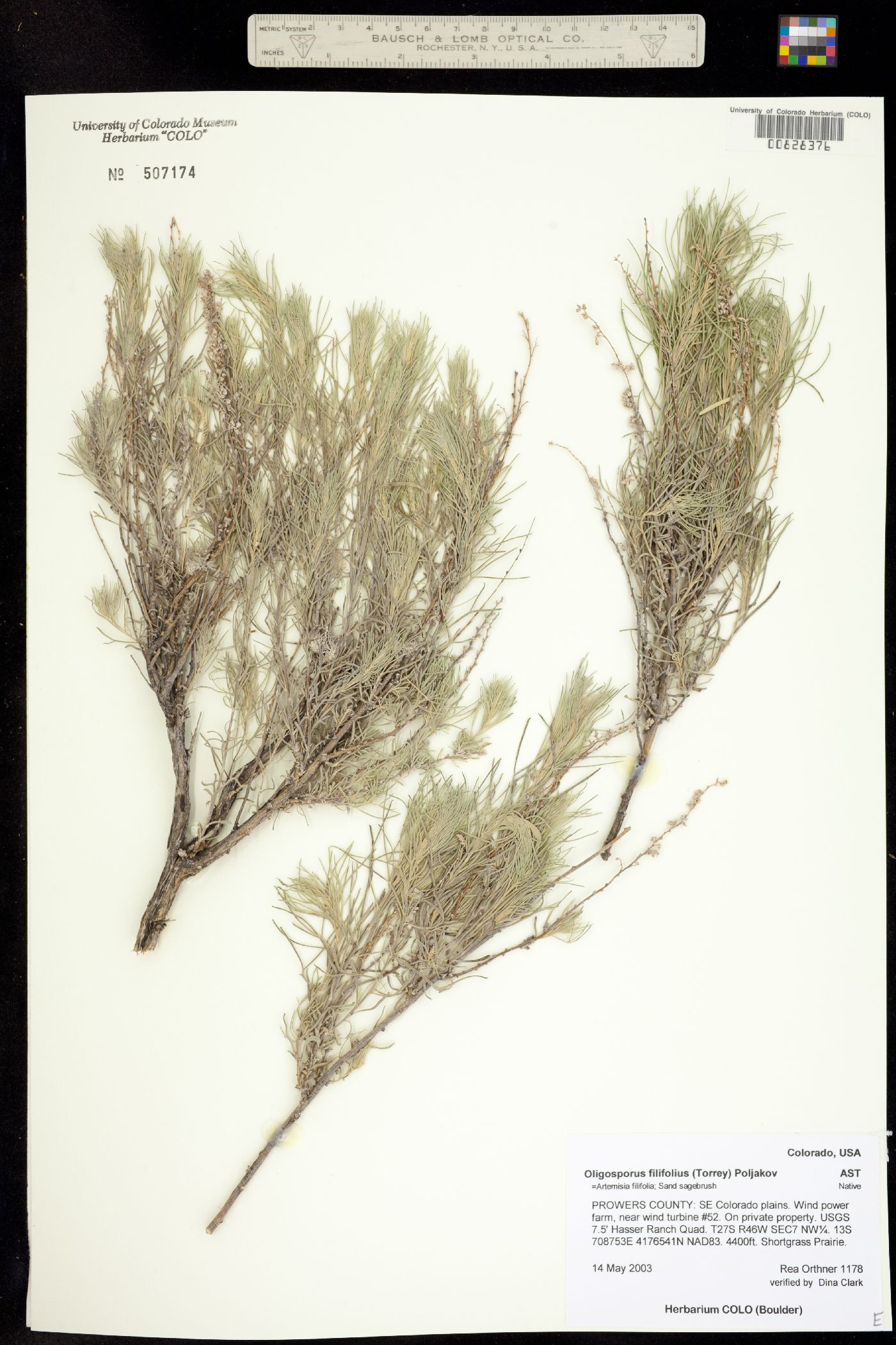 Artemisia filifolia image