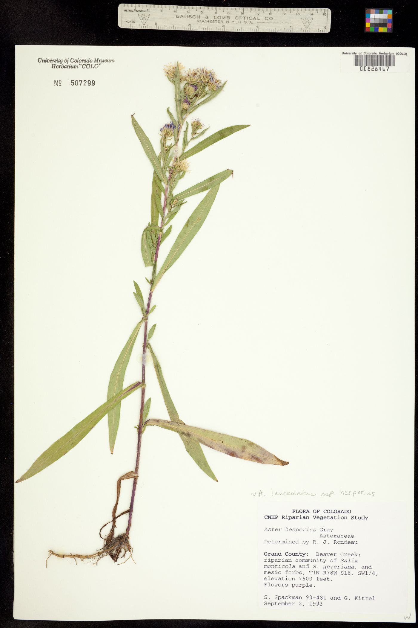 Aster lanceolatus ssp. hesperius image