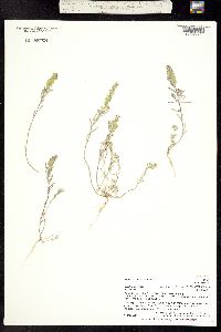 Image of Alyssum desertorum