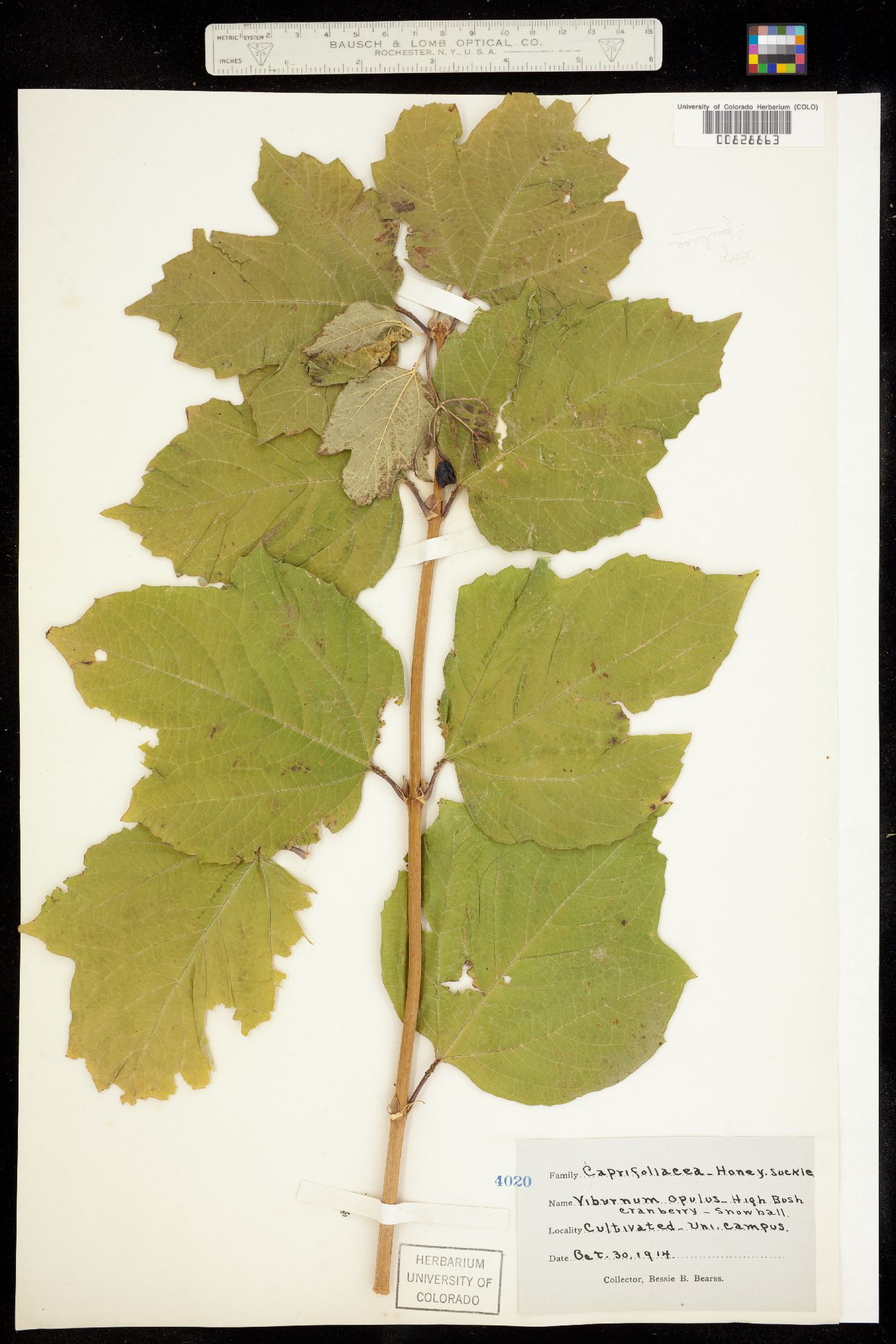 Viburnum image