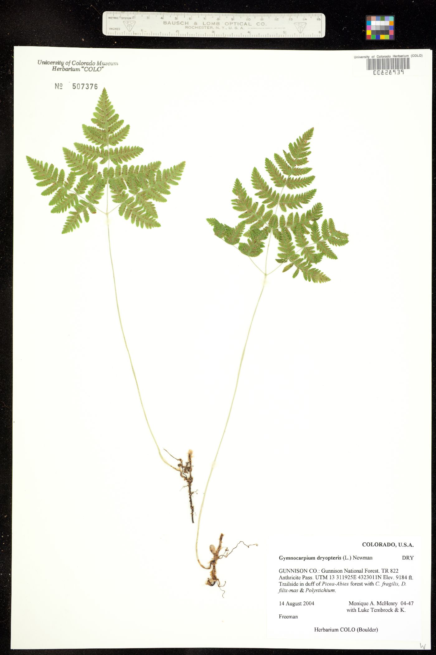 Gymnocarpium dryopteris image