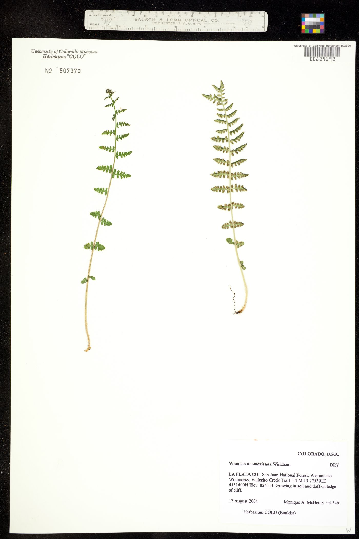 Woodsia neomexicana image